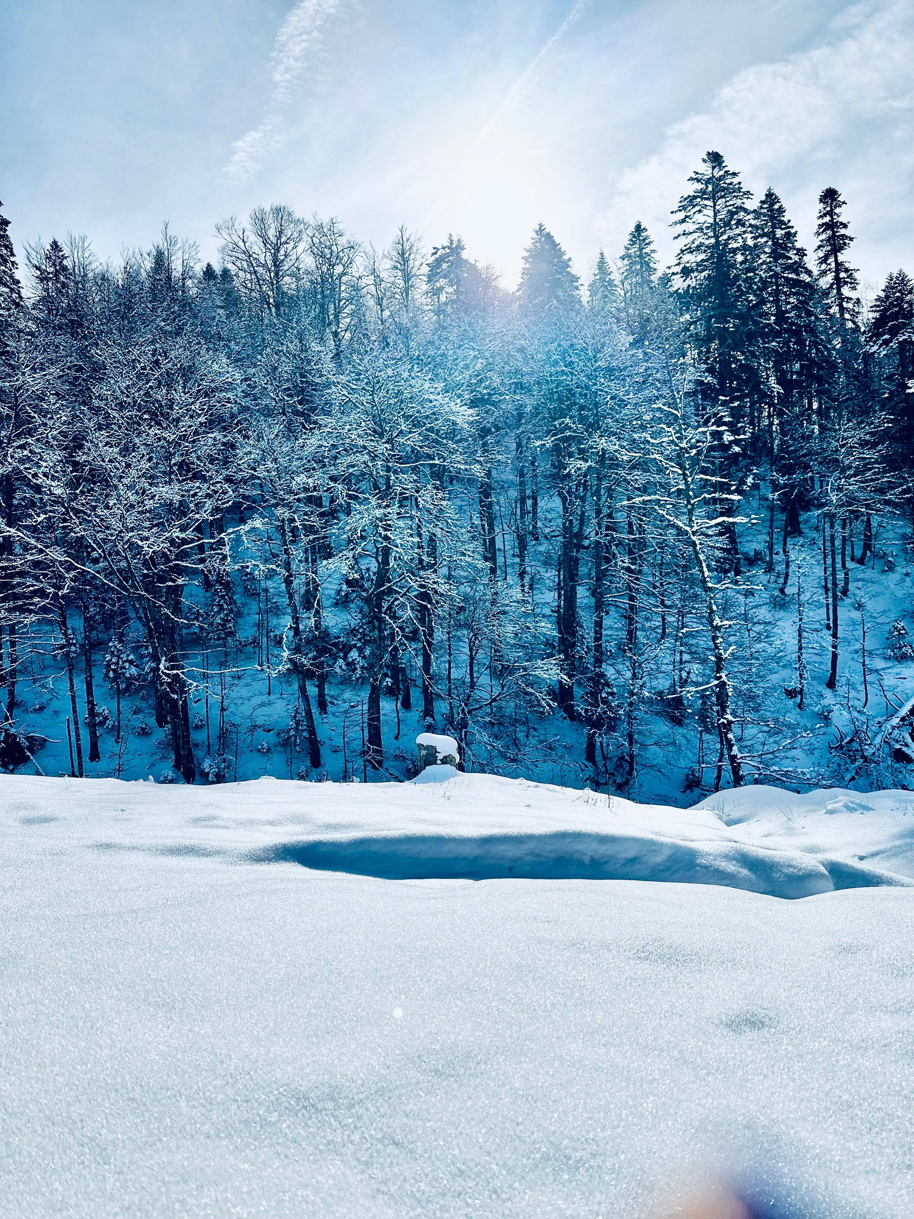 3024x4032 Snowy Forest During the Winter · Free