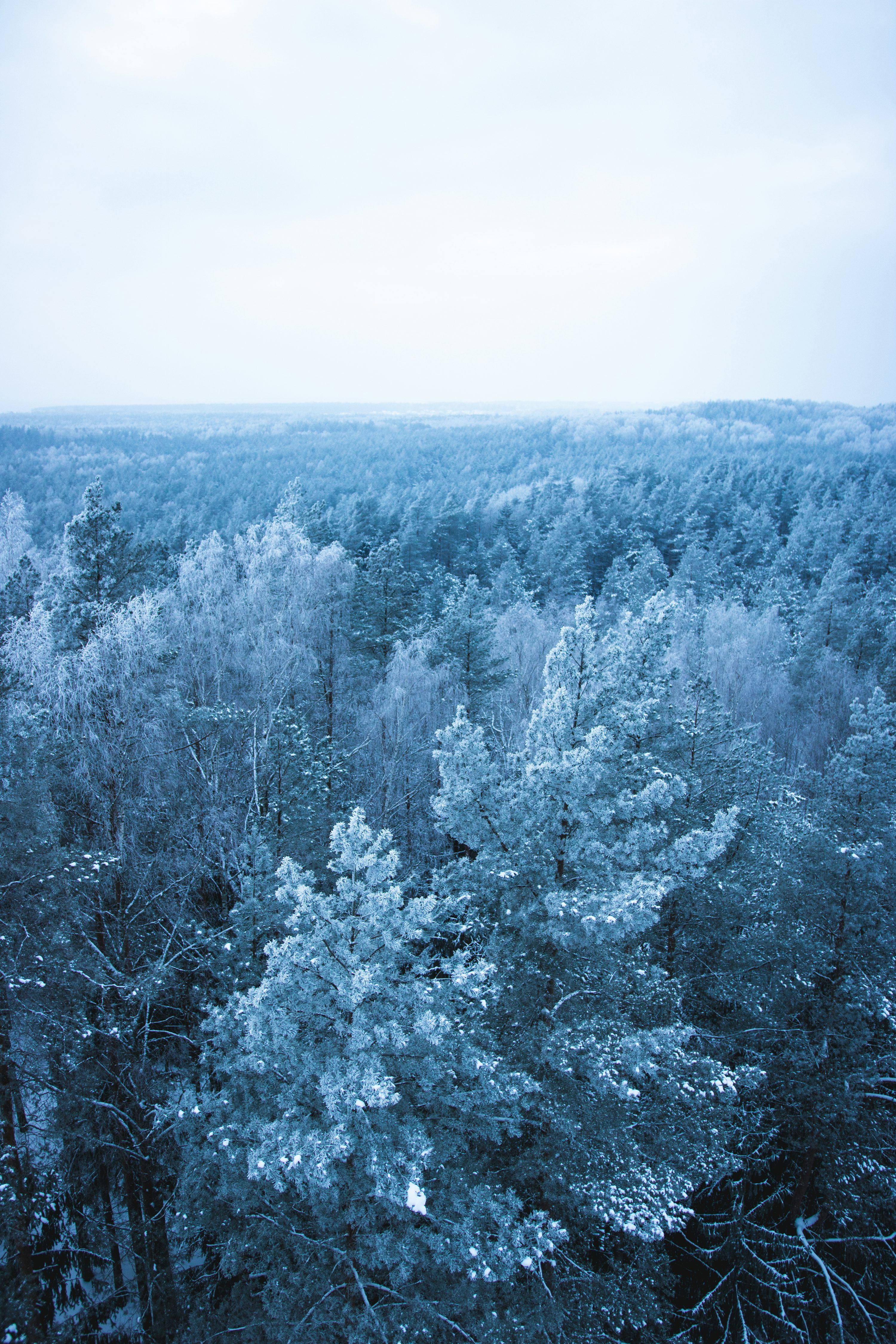 3000x4500 Icy trees