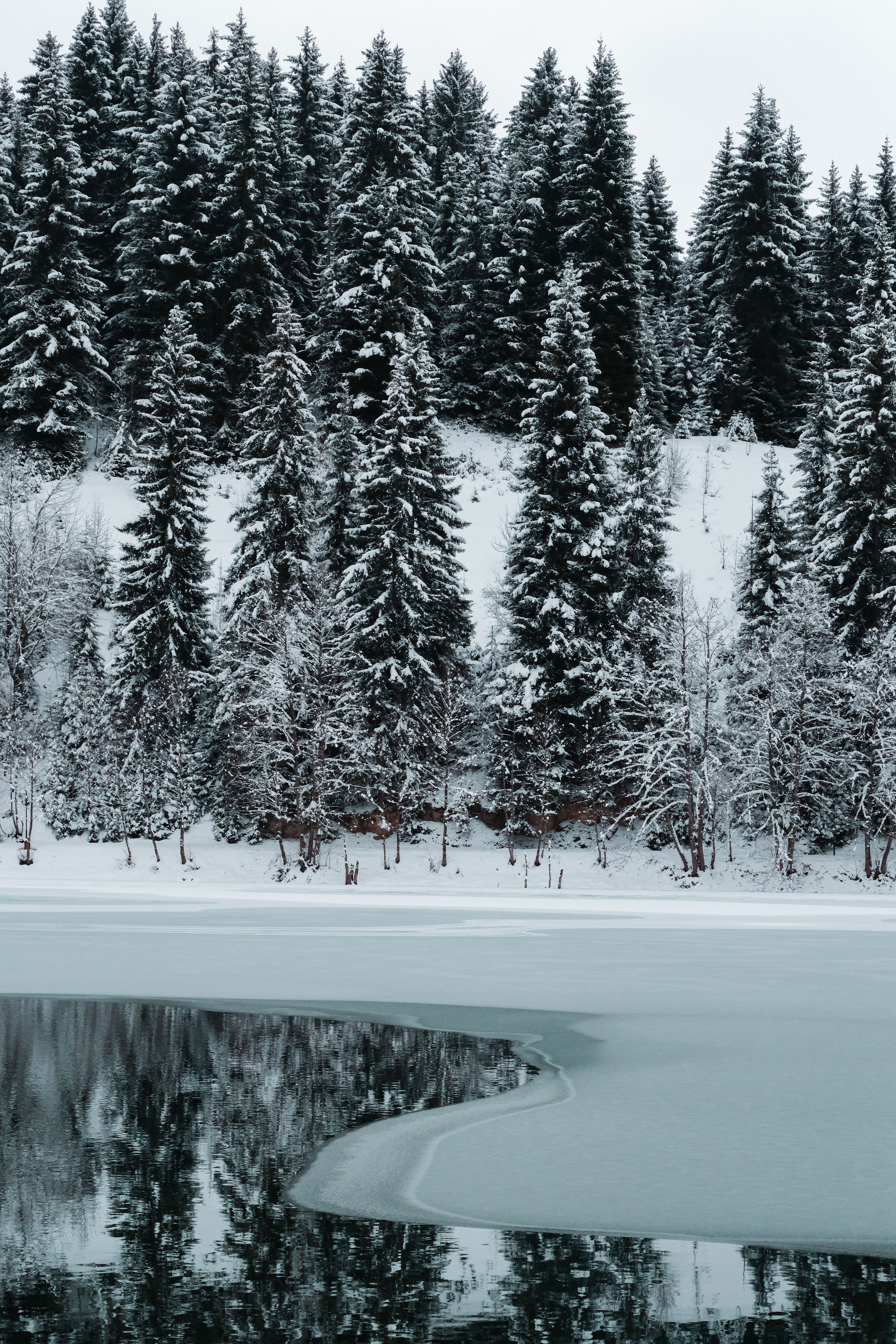 5152x7728 Coniferous Forest by the River in Winter · Free