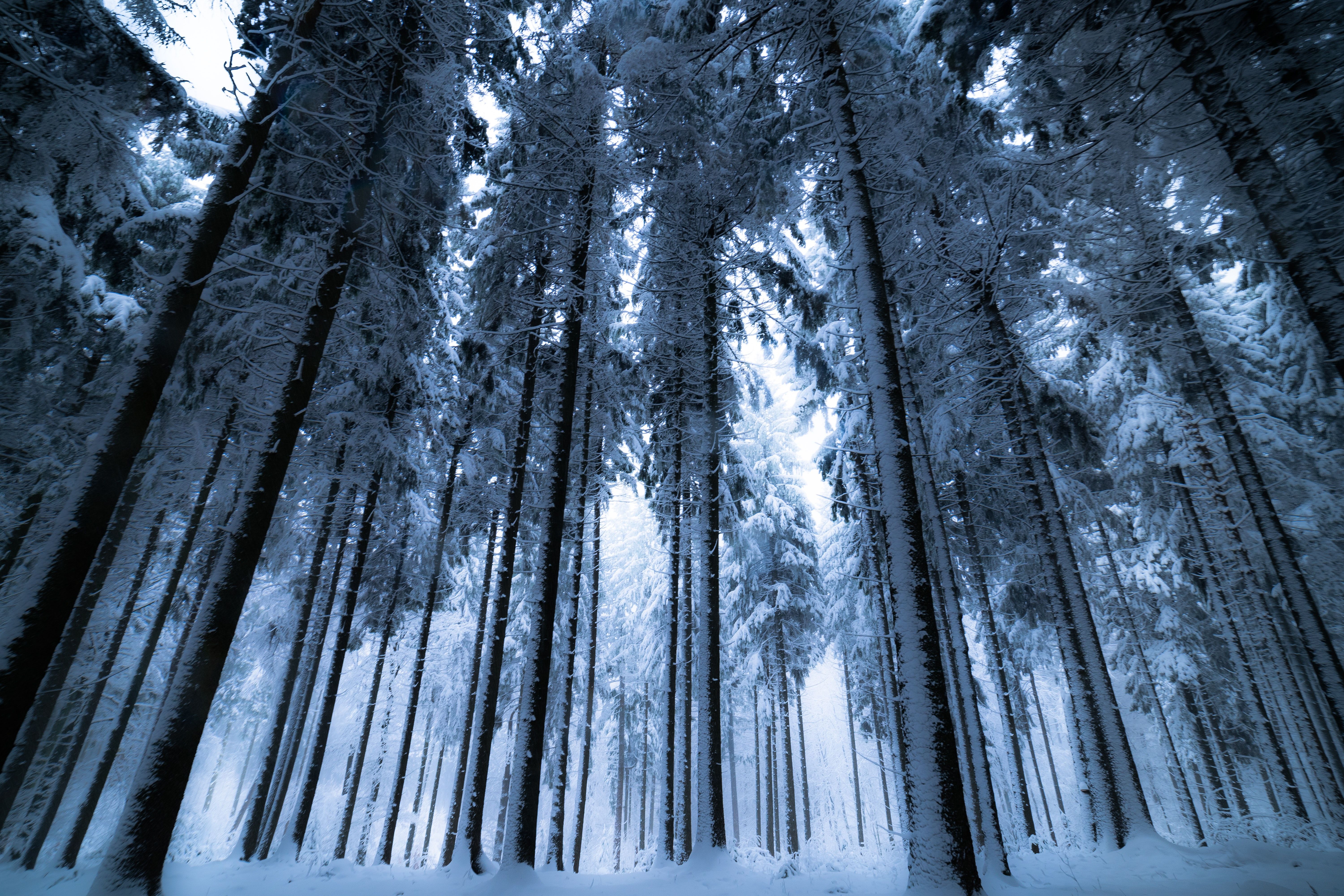 6000x4000 Free photo: Trees With Snows, Environment, Forest