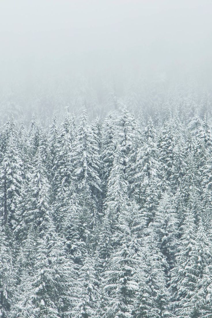 736x1104 Snowy Forest Winter Landscape. Frosty forest wallpaper, Winter evergreen tree texture, Icy forest wallpaper