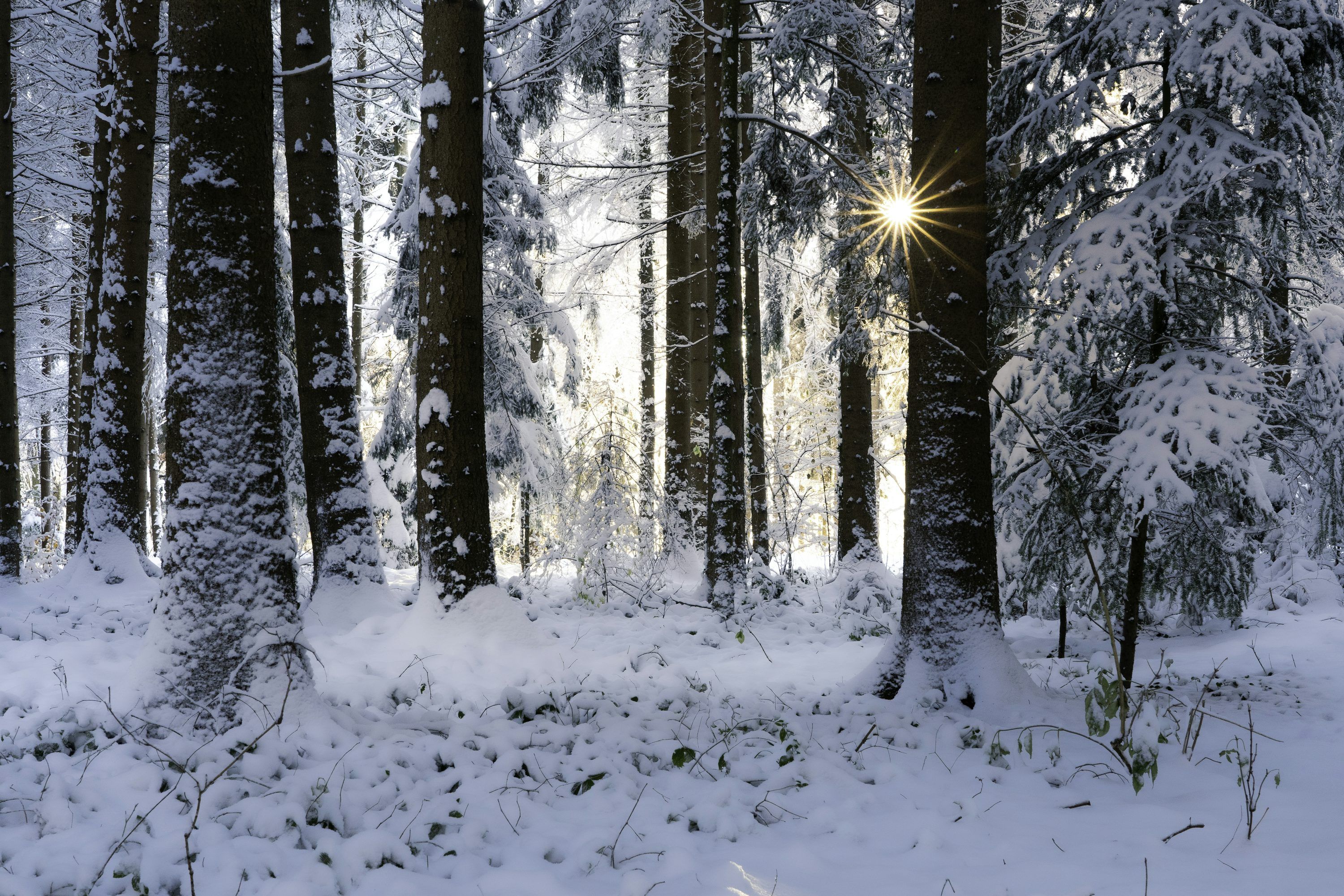 3000x2000 Cold Forest Picture. Download Free Image