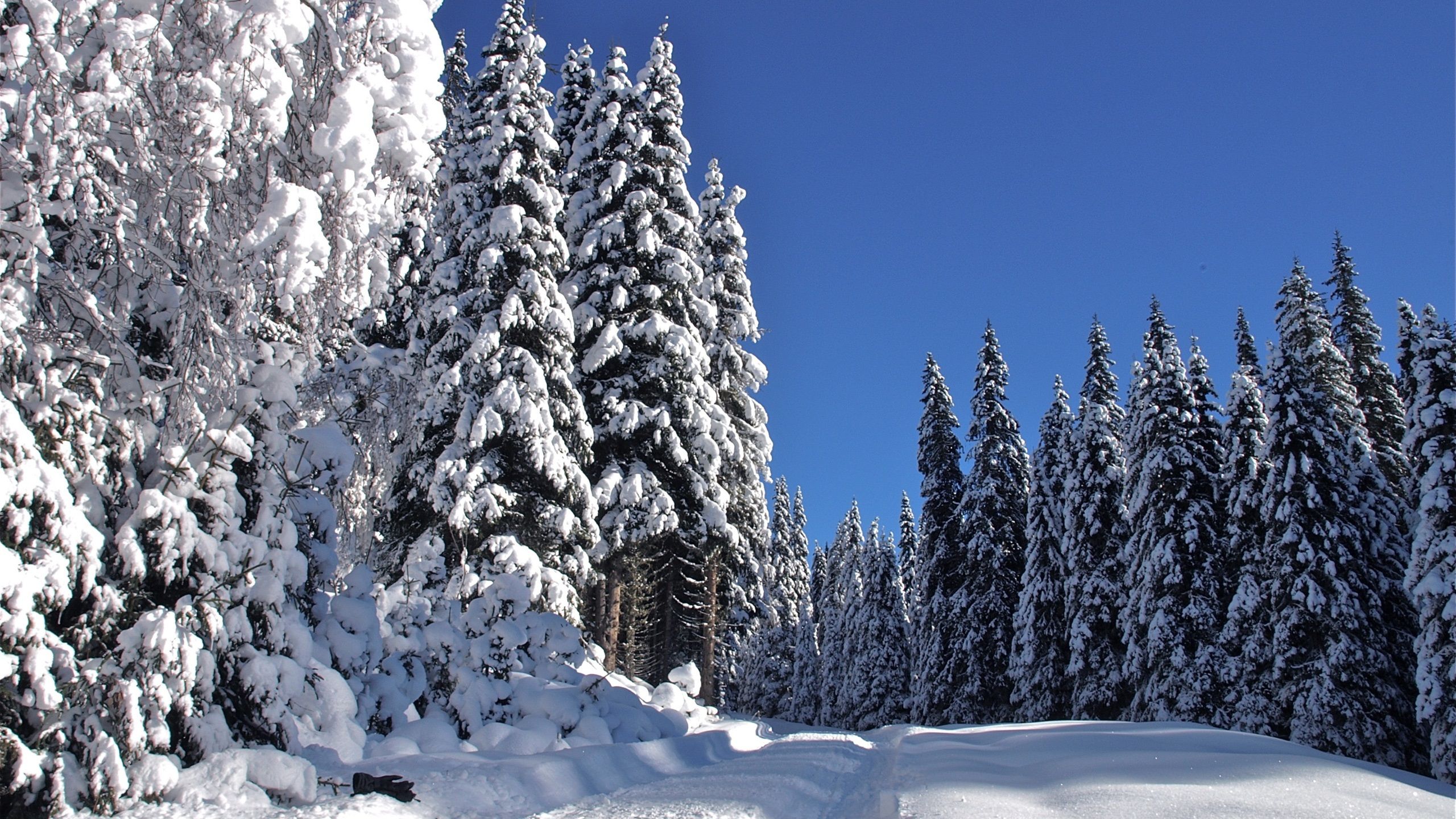 2560x1440 Winter, White Snow, Cold, Forest, Trees 1080x1920 IPhone 8 7 6 6S Plus Wallpaper, Background, Picture, Image