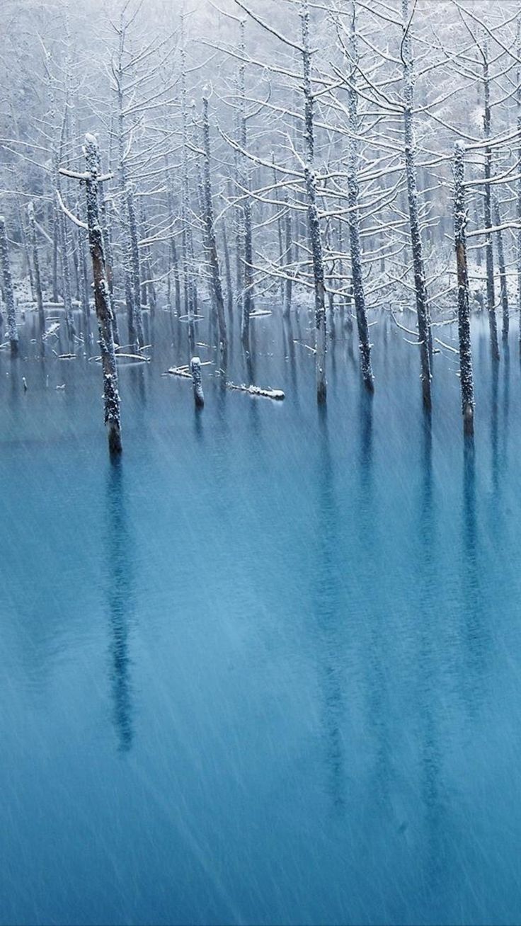 736x1308 Pure Winter Wither Tree Grove Frozen Lake Landscape iPhone 8 Wallpaper