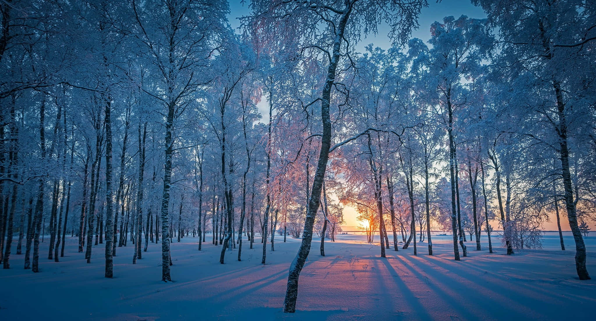 2047x1102 Download Winter Forest During Sunset Laptop Wallpaper
