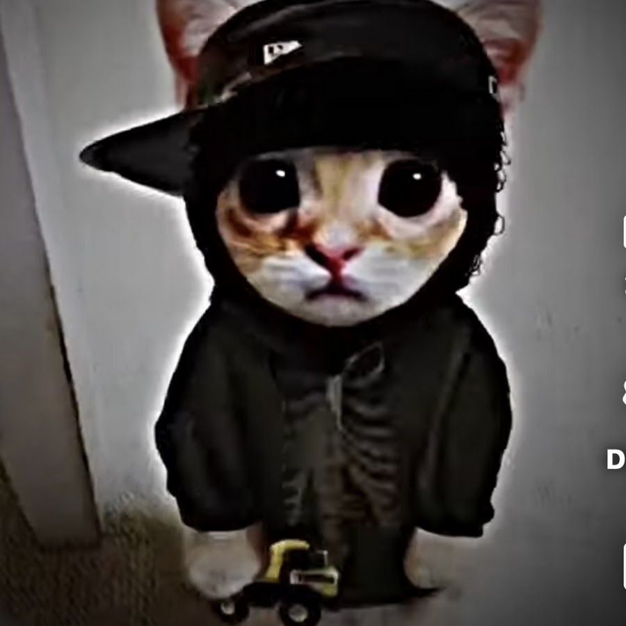 900x900 Drip cat