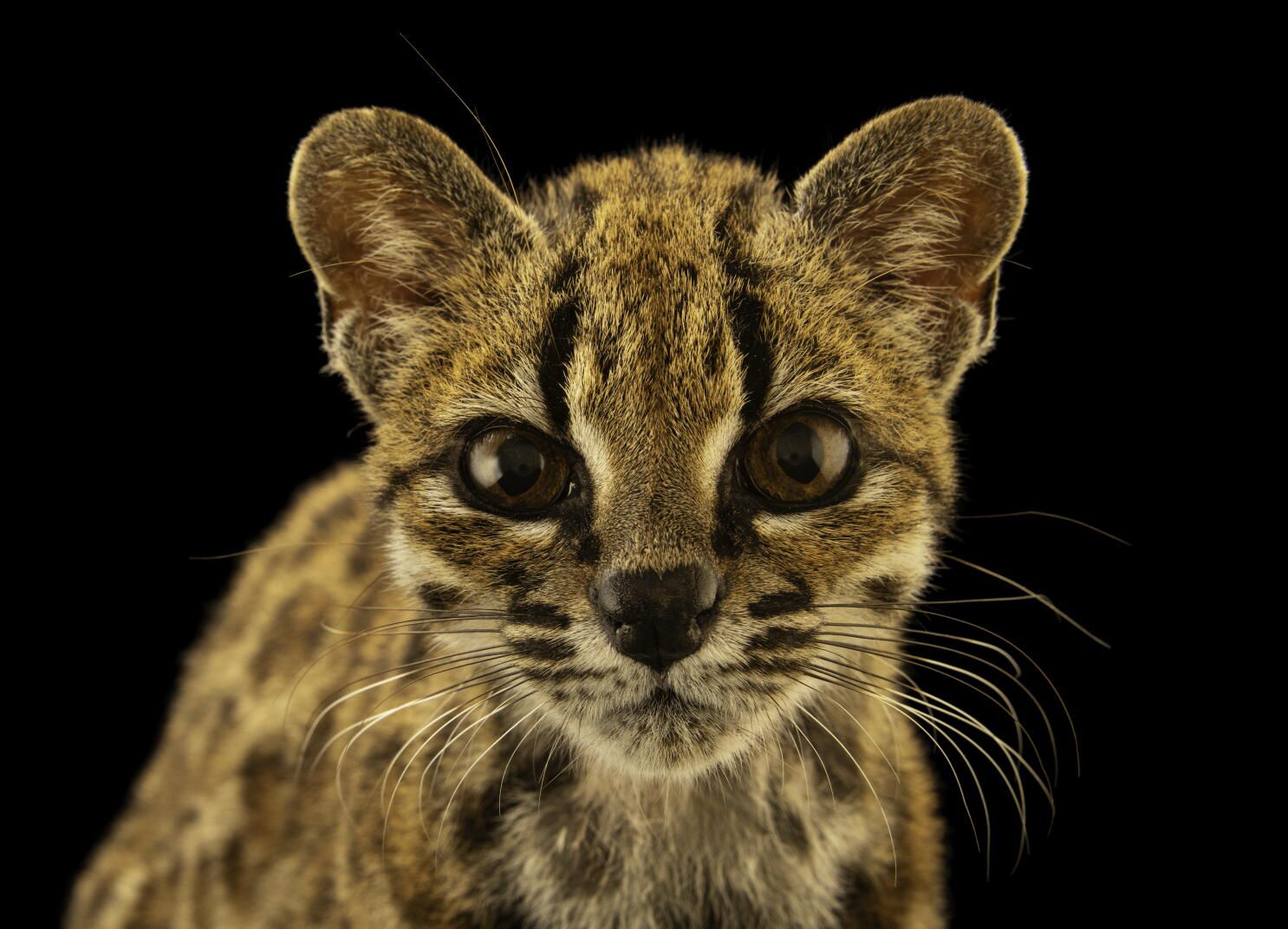 1486x1072 Meet Earth's newest wild cat species, the first named in over a century Angeles Times