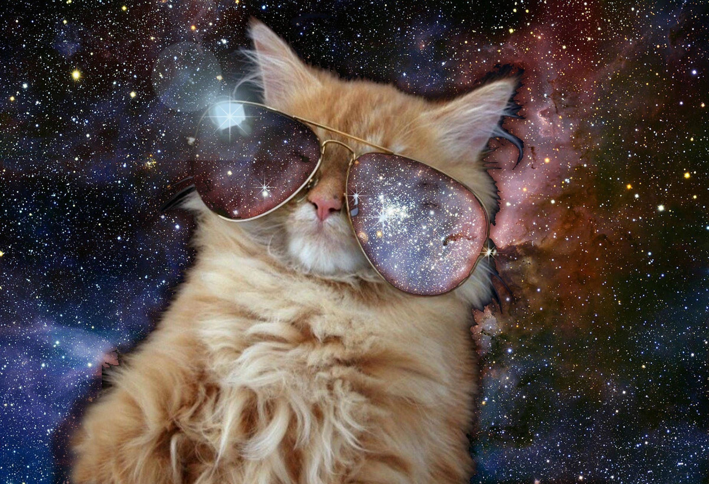 2399x1636 Cool Cat Wallpaper