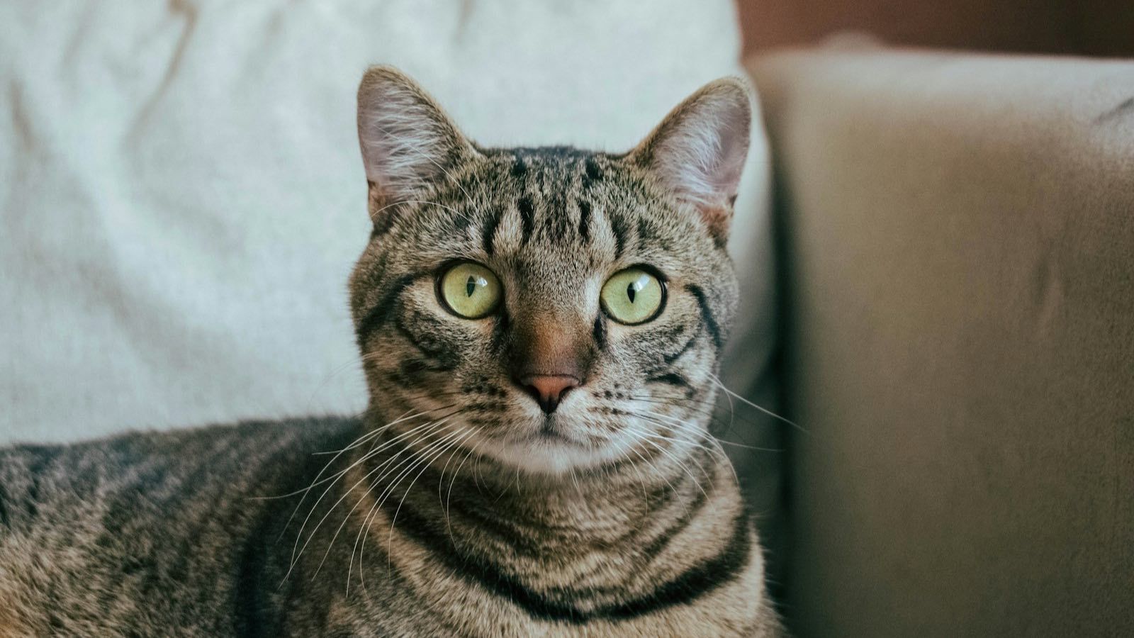 1600x900 Fountain, Fixed Bowl, Or Free Falling Drip: A Study Measures What Actually Makes A Cat Drink