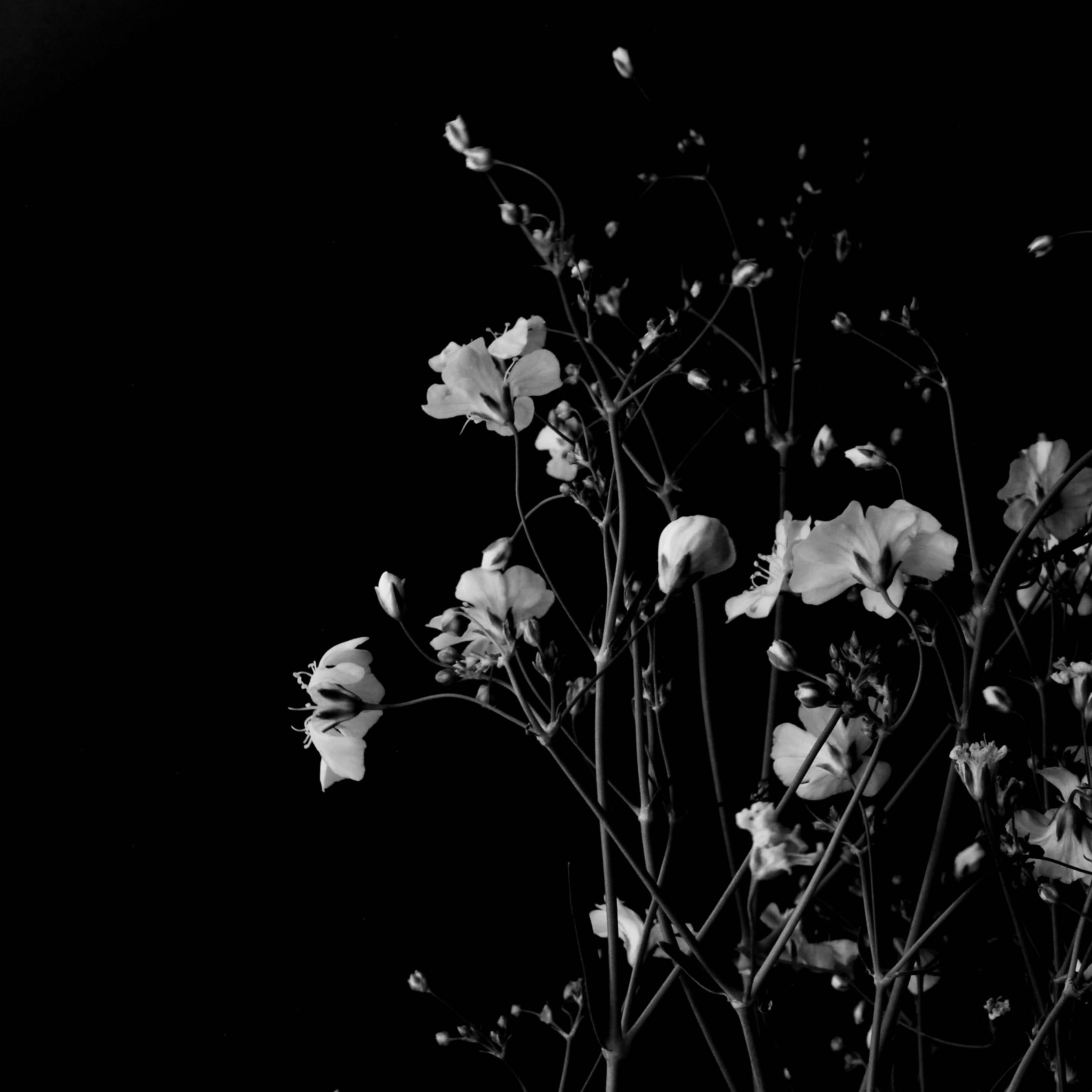 2780x2780 Download wallpaper 2780x2780 flowers, branches, black and white, black ipad air, ipad air ipad ipad ipad mini ipad mini ipad mini ipad pro 9.7 for parallax HD background