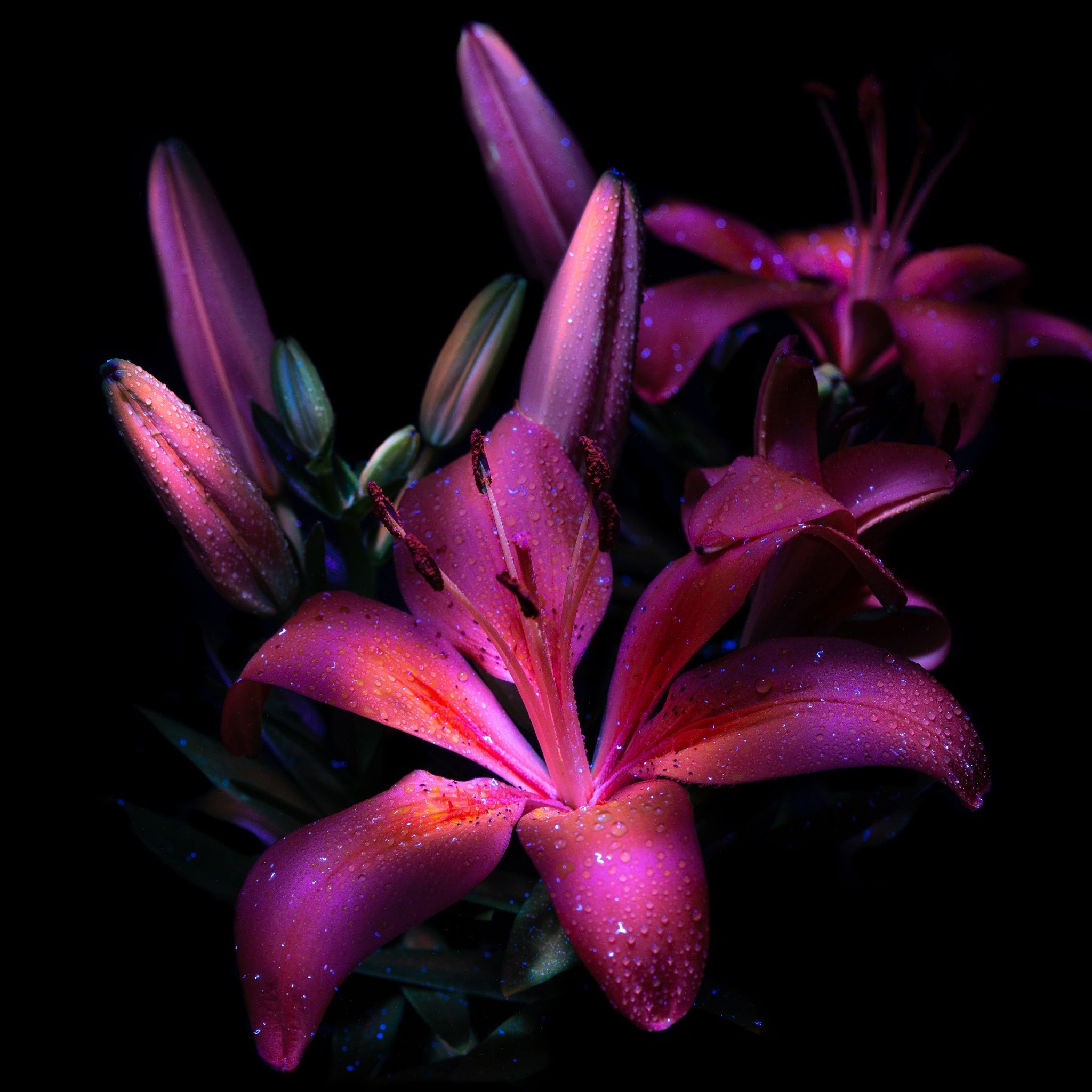 2048x2048 Purple lily Wallpaper 4K, Dark aesthetic, Bloom, Glowing