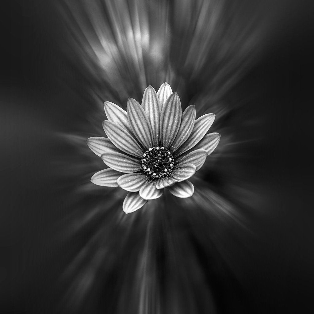 1024x1024 Flower Dark Black Nature Bw iPad Wallpaper Free Download