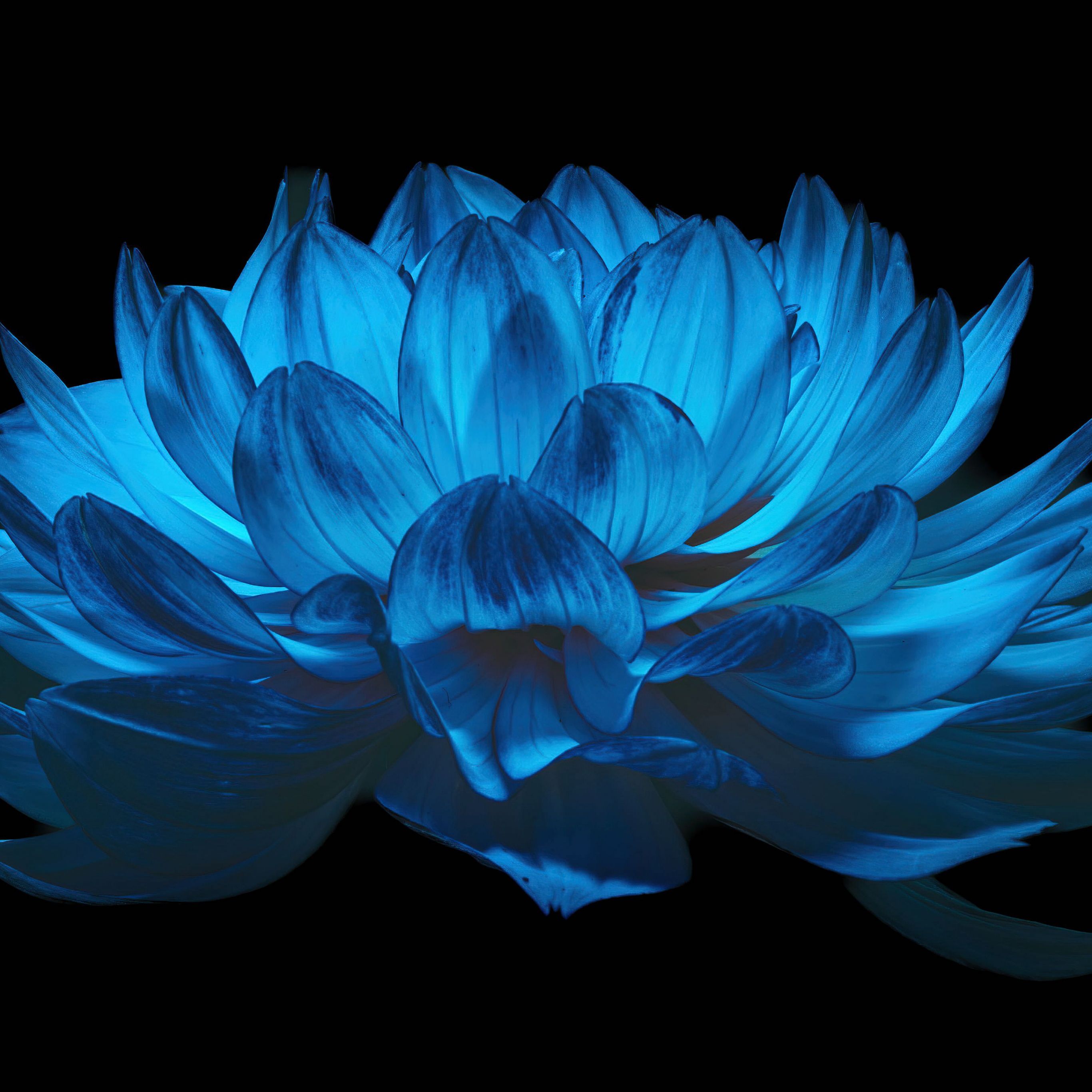 2732x2732 Dahlia flower Wallpaper 4K, AMOLED, Blue flower