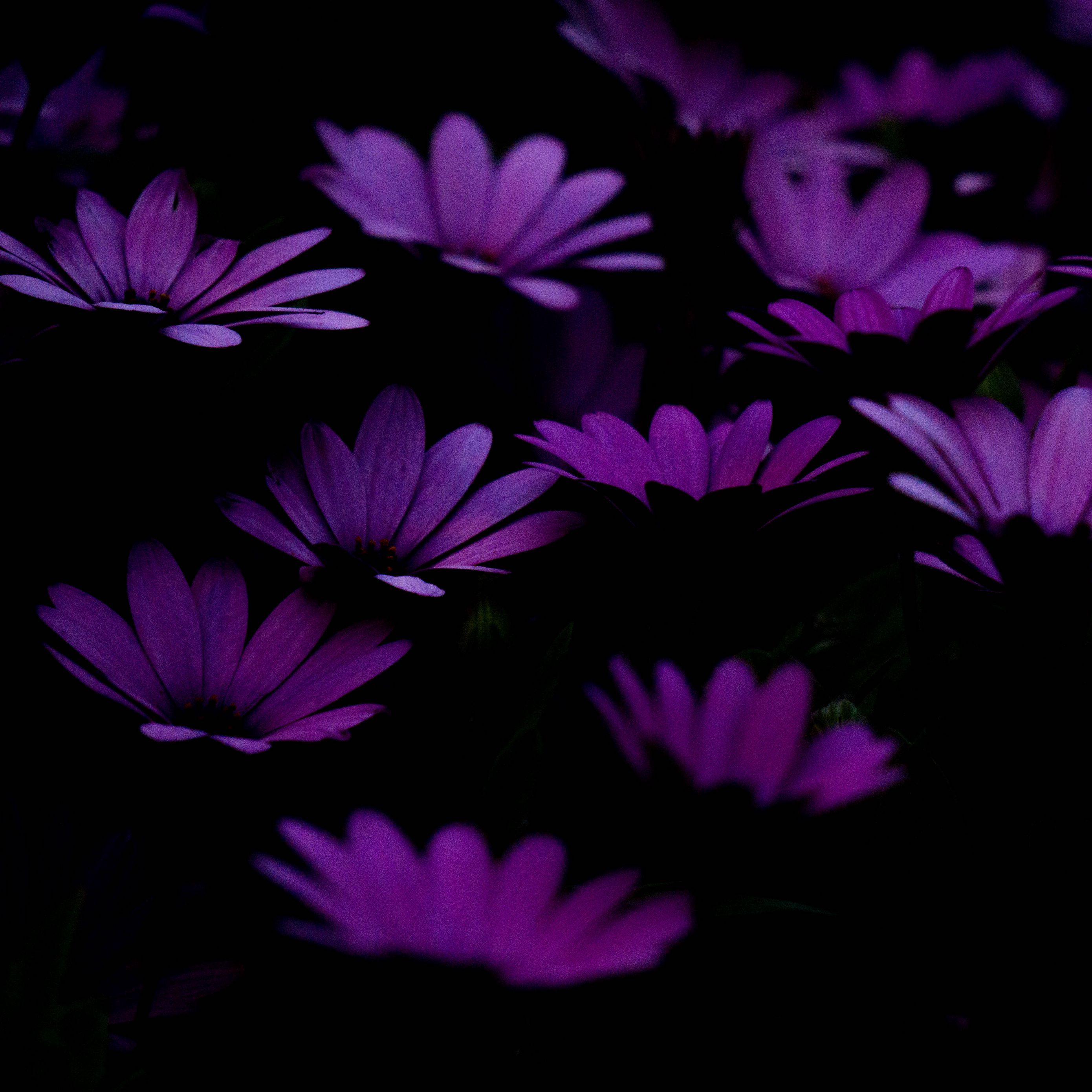 2780x2780 Download wallpaper 2780x2780 flowers, purple, dark ipad air, ipad air ipad ipad ipad mini ipad mini ipad mini ipad pro 9.7 for parallax HD background