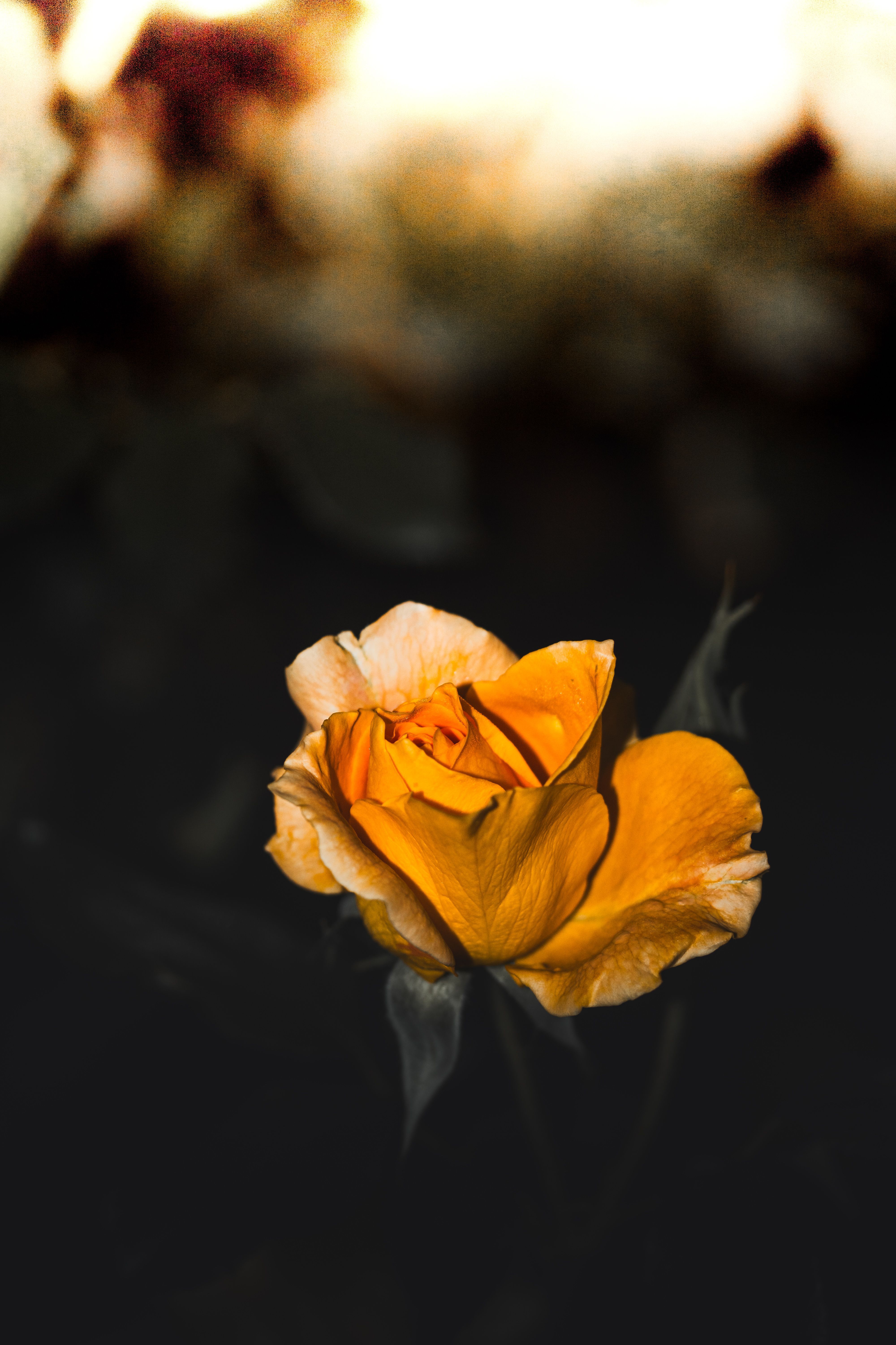 4000x6000 Dark Flower Photo, Download The BEST Free Dark Flower & HD Image