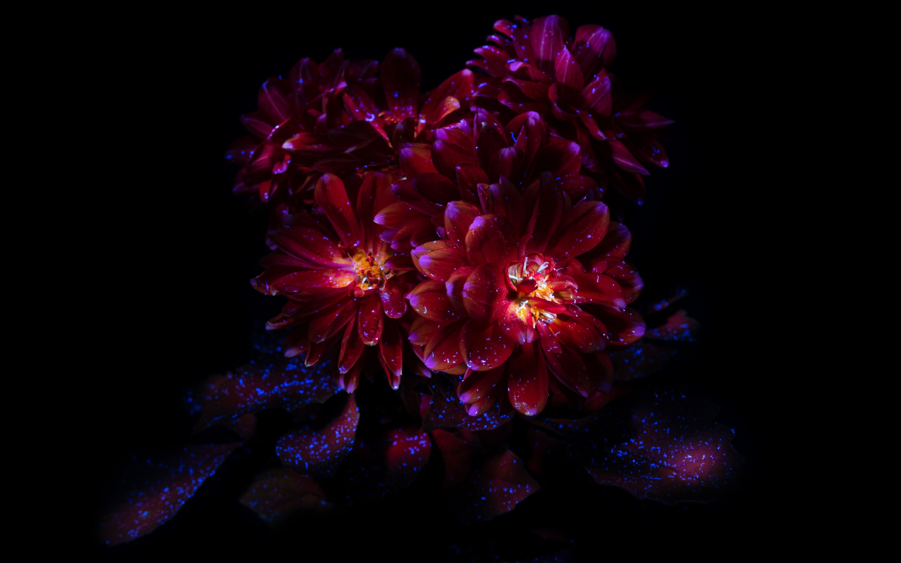 2880x1800 Chrysanthemum flowers Wallpaper 4K, Dark aesthetic, Bloom