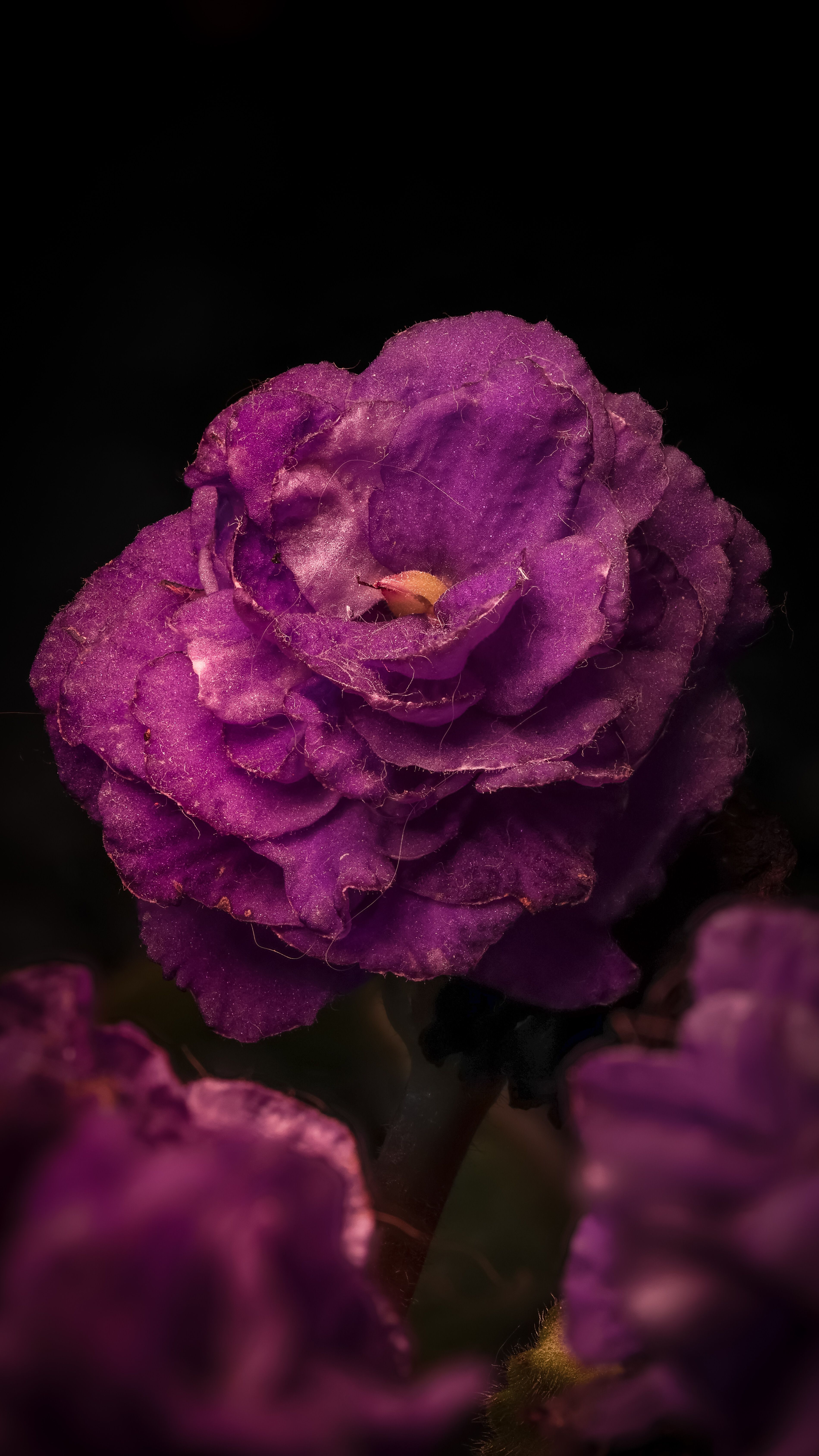 3799x6754 Dark Flower Photo, Download The BEST Free Dark Flower & HD Image