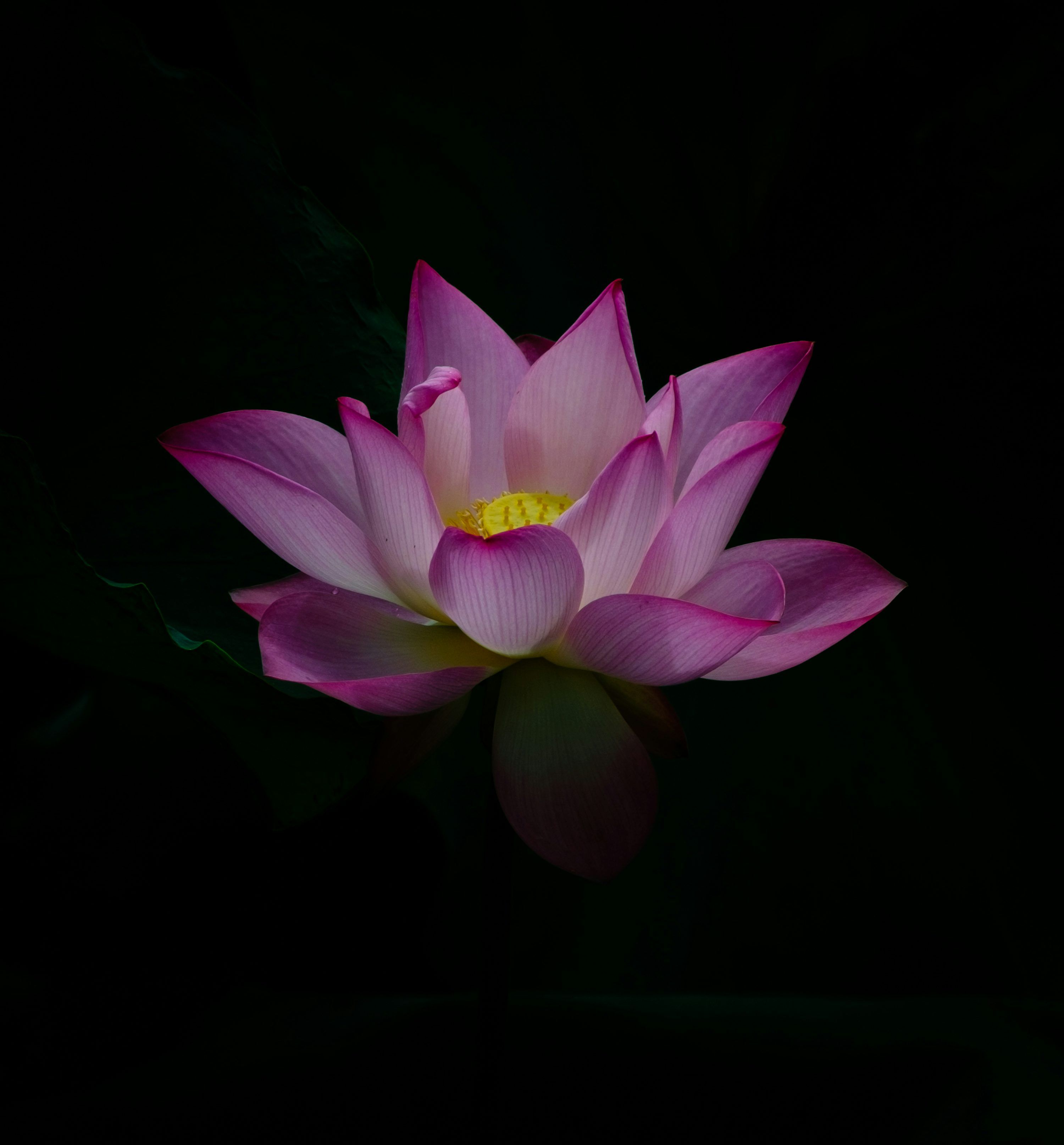 3000x3227 Flowers with Black Background. best free black, flower, petal, and dark photo