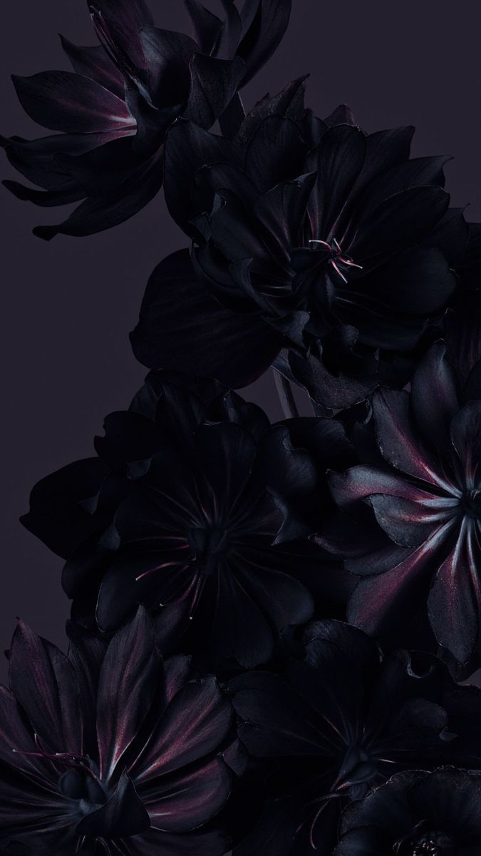 675x1200 Black Flowers with Purple Centers on a Dark Background. Gothic flowers, Goth wallpaper, Witchy wallpaper