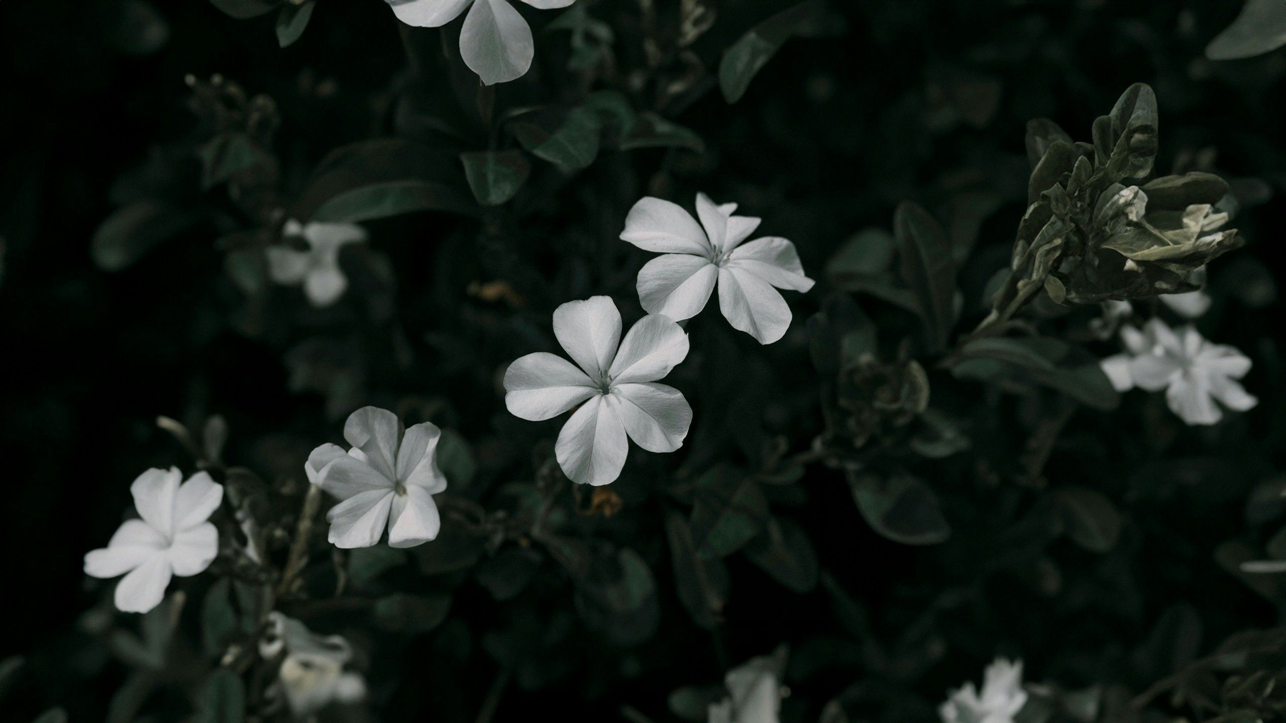 2560x1440 closeup view of white flowers leaves plants dark background 4K HD black Wallpaper