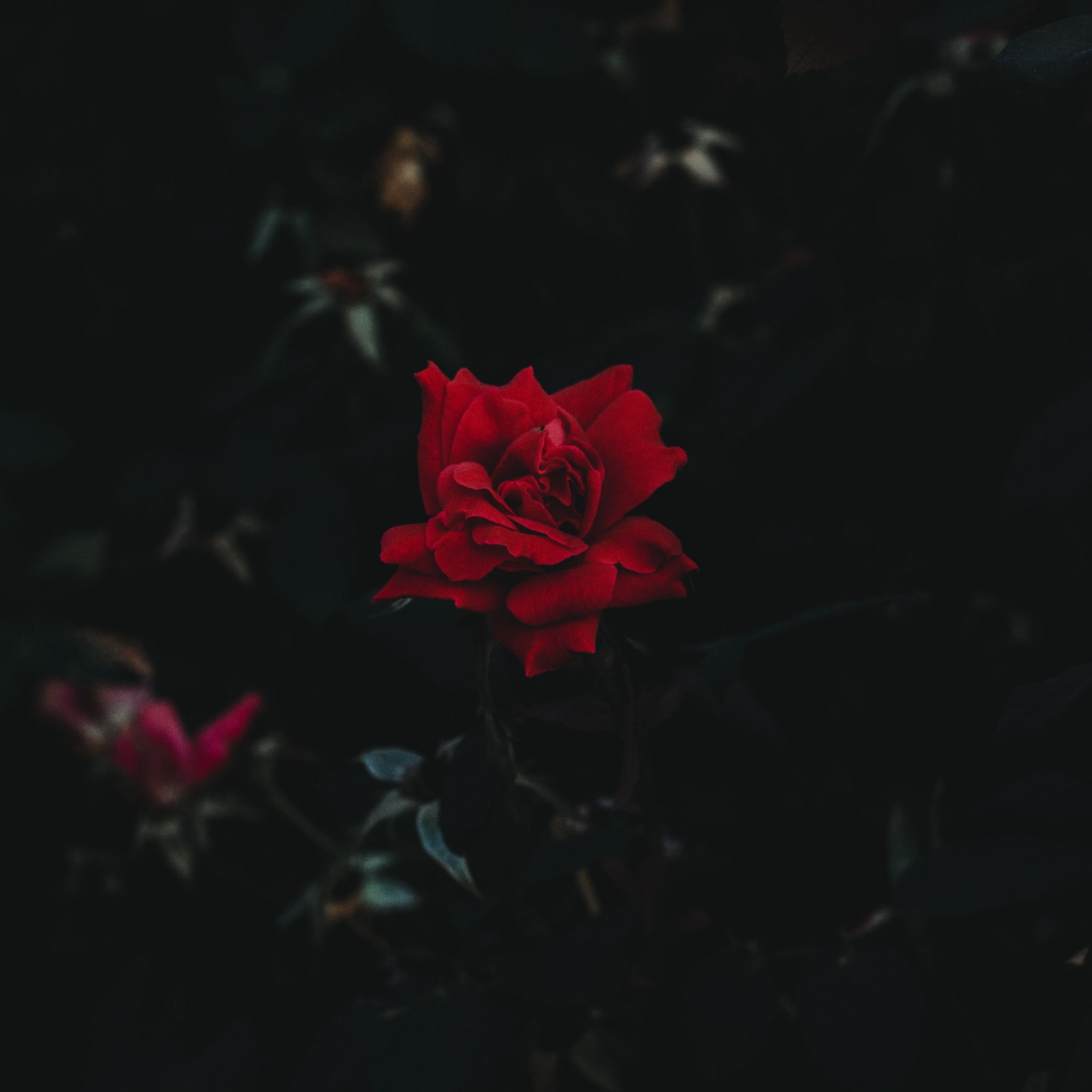 2780x2780 Download wallpaper 2780x2780 rose, bud, flower, dark background ipad air, ipad air ipad ipad ipad mini ipad mini ipad mini ipad pro 9.7 for parallax HD background