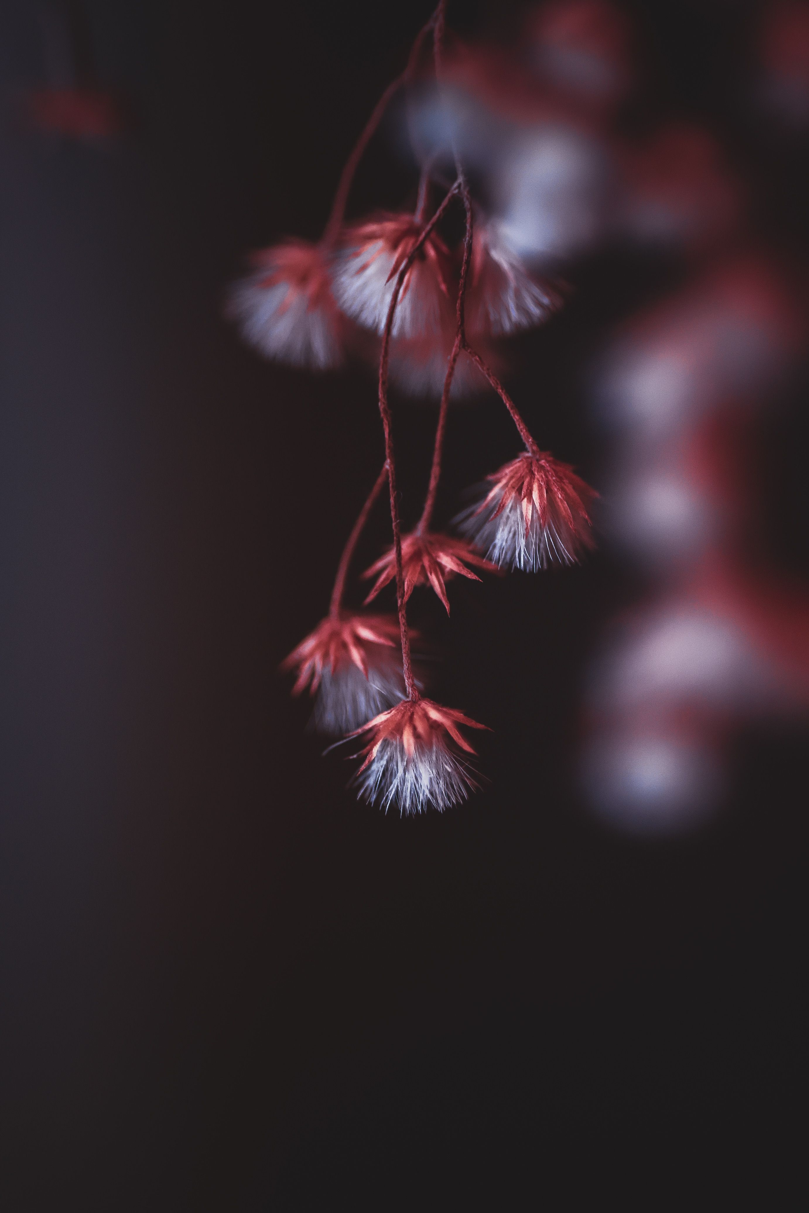 2763x4145 Delicate Close Up Of Hanging Red Flowers In Dim Light · Free