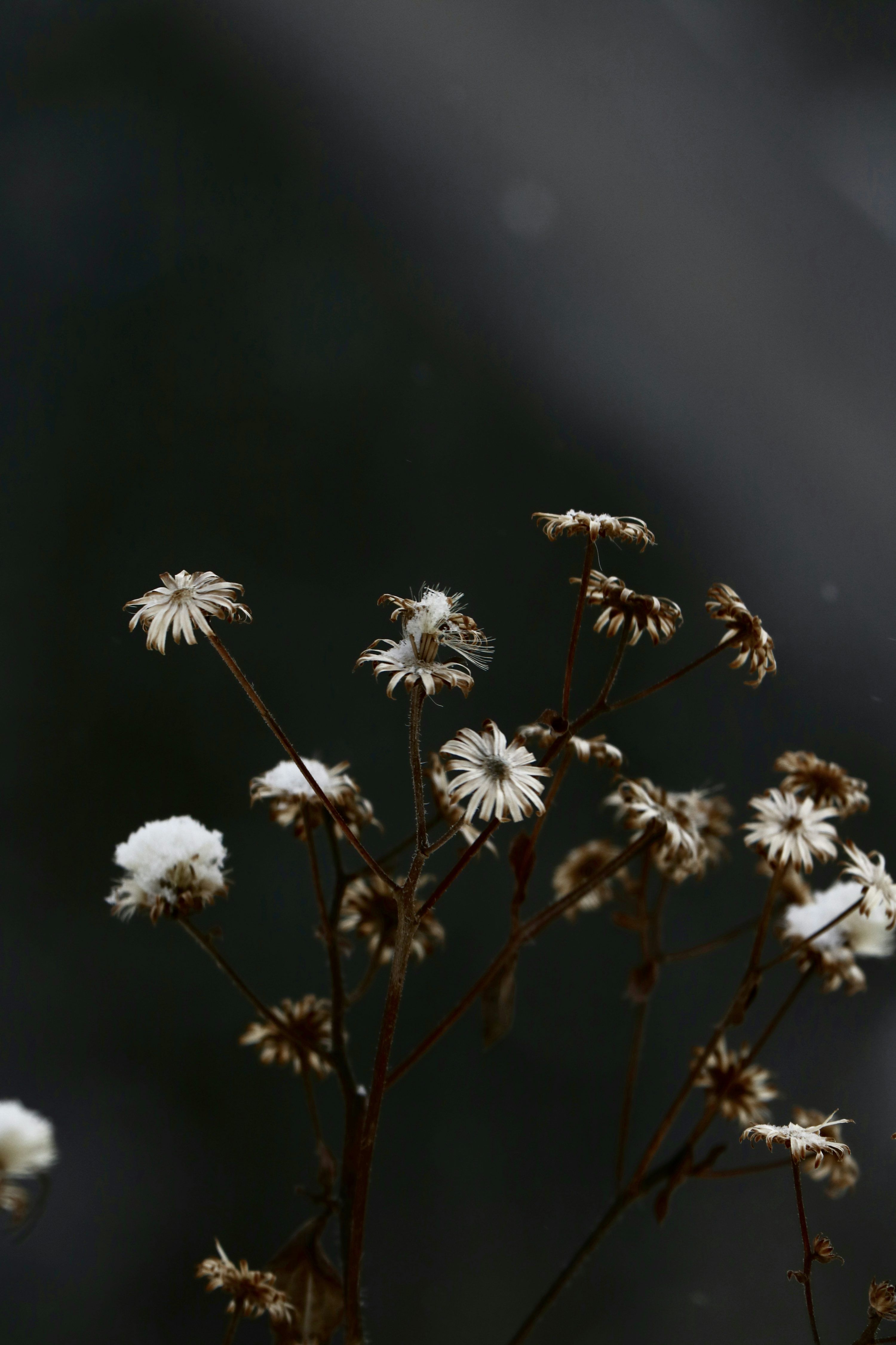 3000x4500 iPad Wallpaper Flower Picture. Download Free Image