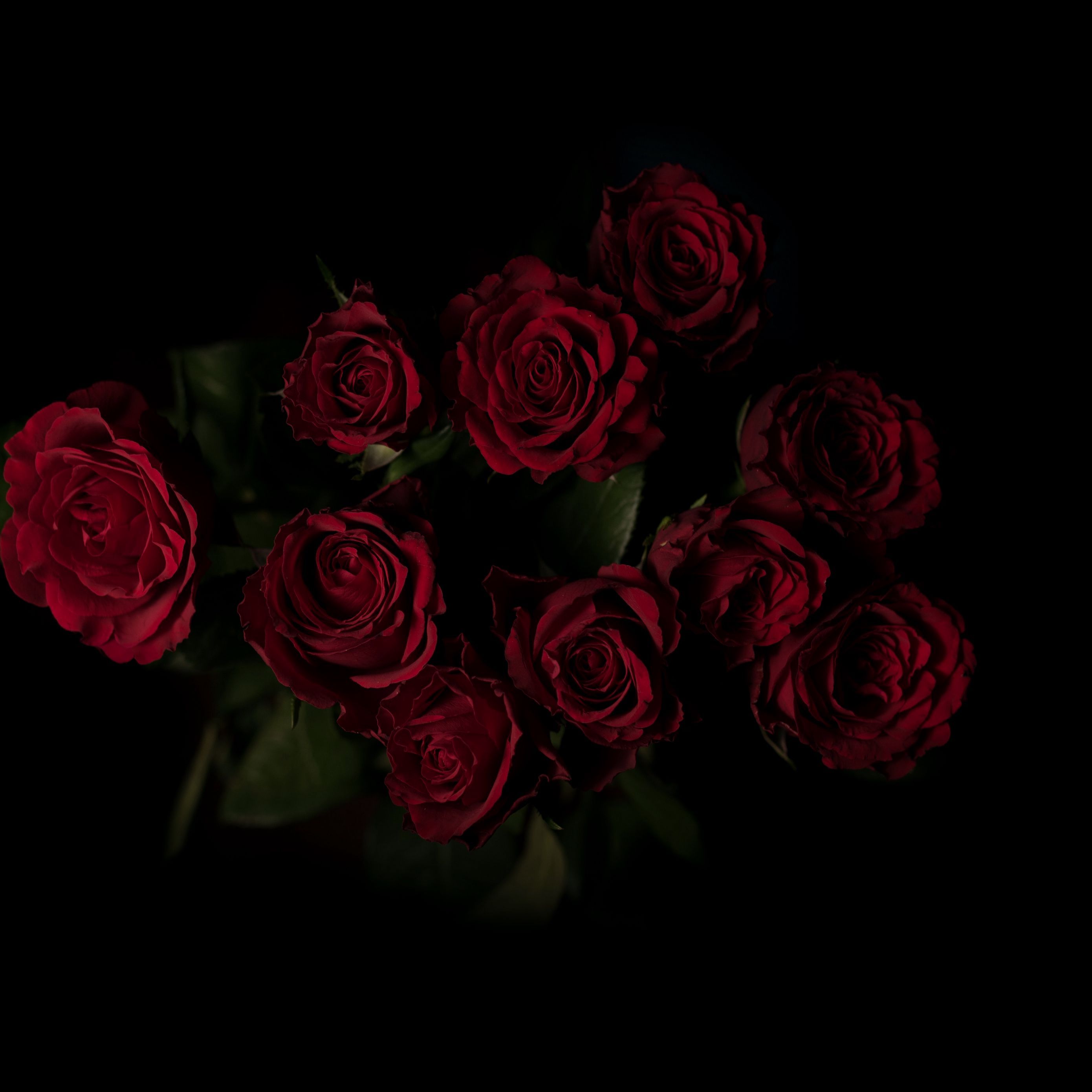 2780x2780 Download wallpaper 2780x2780 roses, bouquet, red, dark background ipad air, ipad air ipad ipad ipad mini ipad mini ipad mini ipad pro 9.7 for parallax HD background