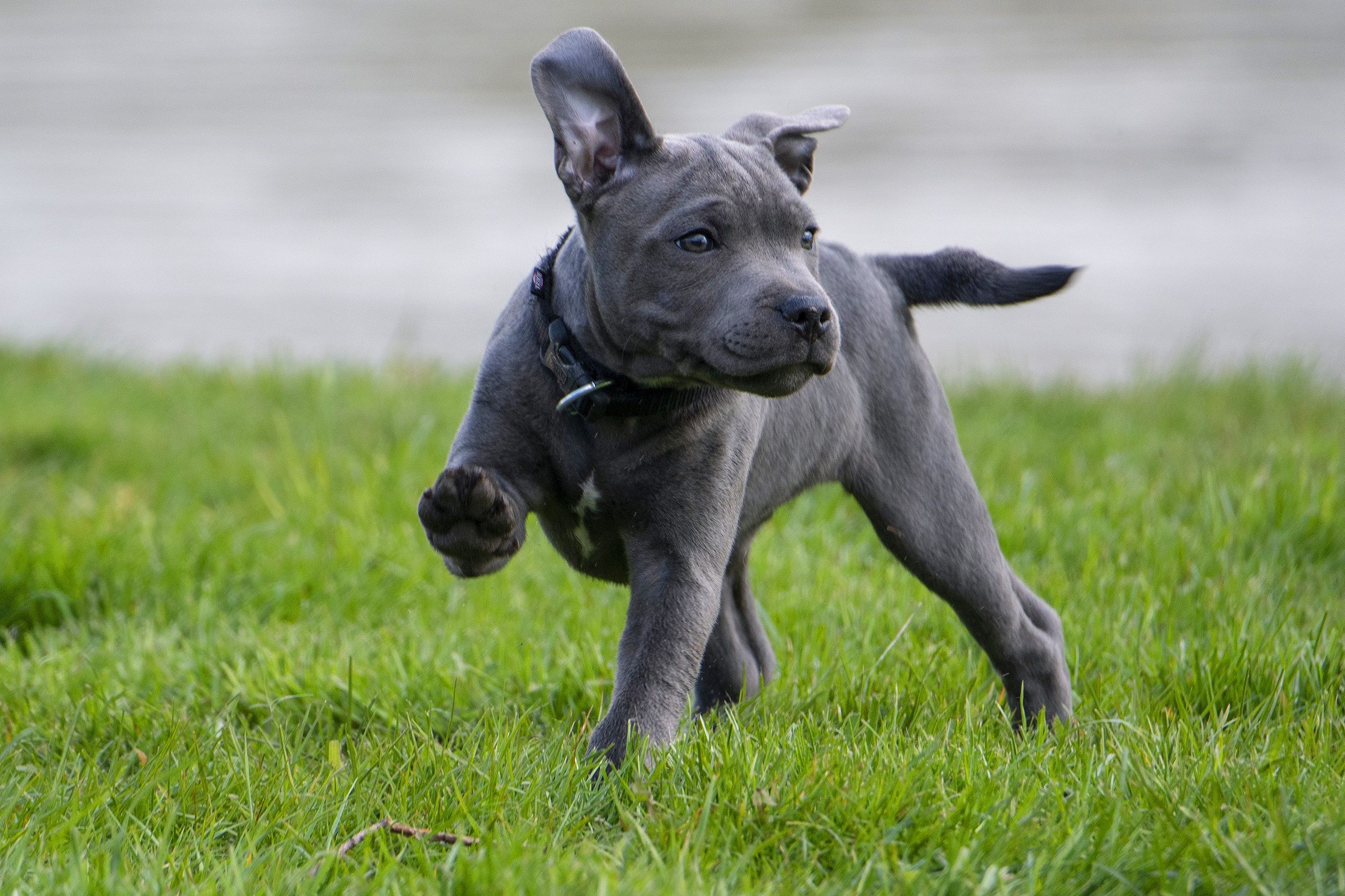 2560x1707 Download Dog Staffordshire Bull Terrier Animal Puppy HD Wallpaperx1707