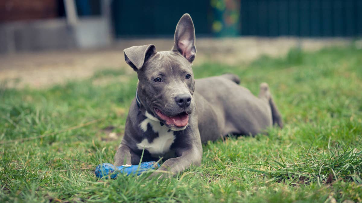 1200x675 Staffy Puppy Encounters First Squeaky Toy and His Reaction Is a Riot