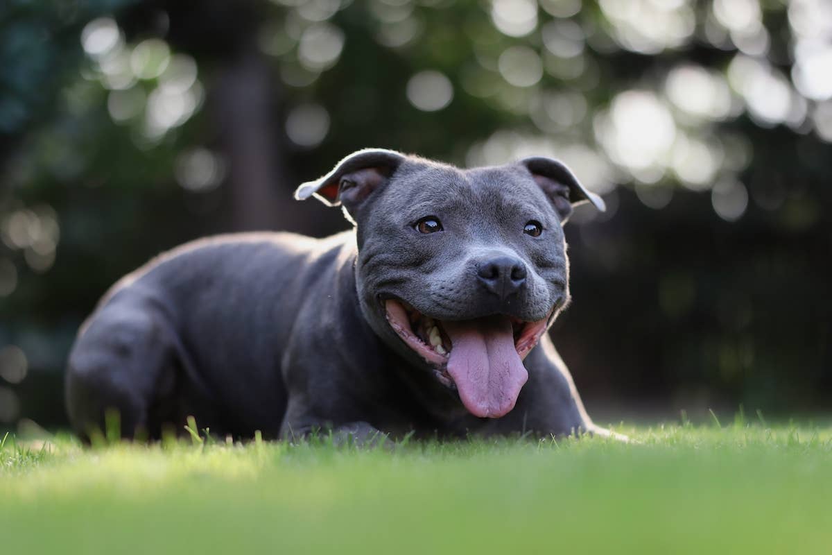 1200x800 Blue Staffy Watches Over His Baby Brother and Totally Nails the Assignment