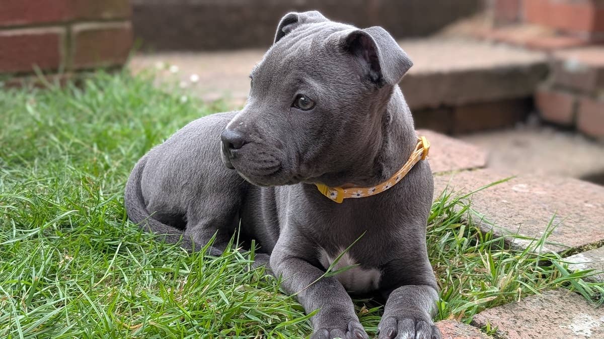 1200x675 Little Blue Staffie Puppy Has the Sweetest Angel Eyes