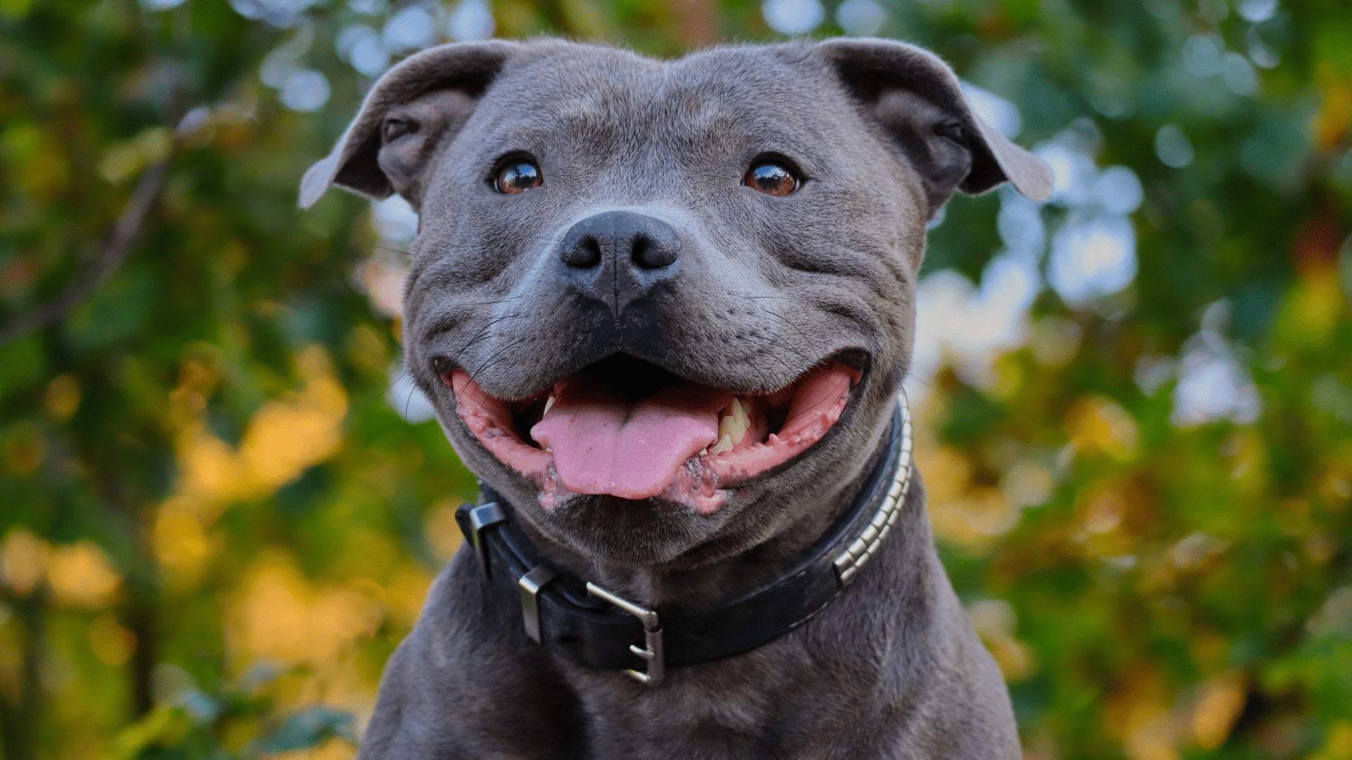 1920x1080 Staffies Get Zoomies While Sharing 'Branch Manager' Duties & Chaos Ensues