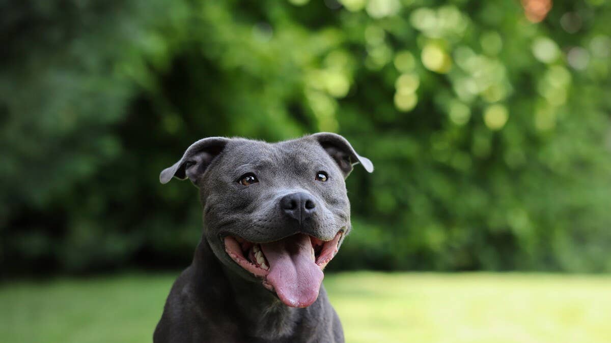 1200x675 Adorable Blue Staffy Takes Over Human Baby's Stroller Like a Total Boss