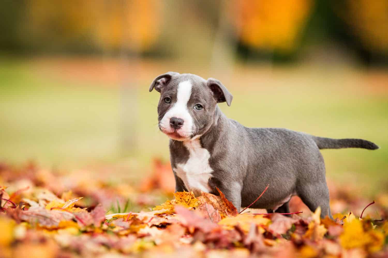 1500x1000 Staffordshire Bull Terrier Prices in 2024: Purchase Cost, Vet Bills, and More!-Z Animals