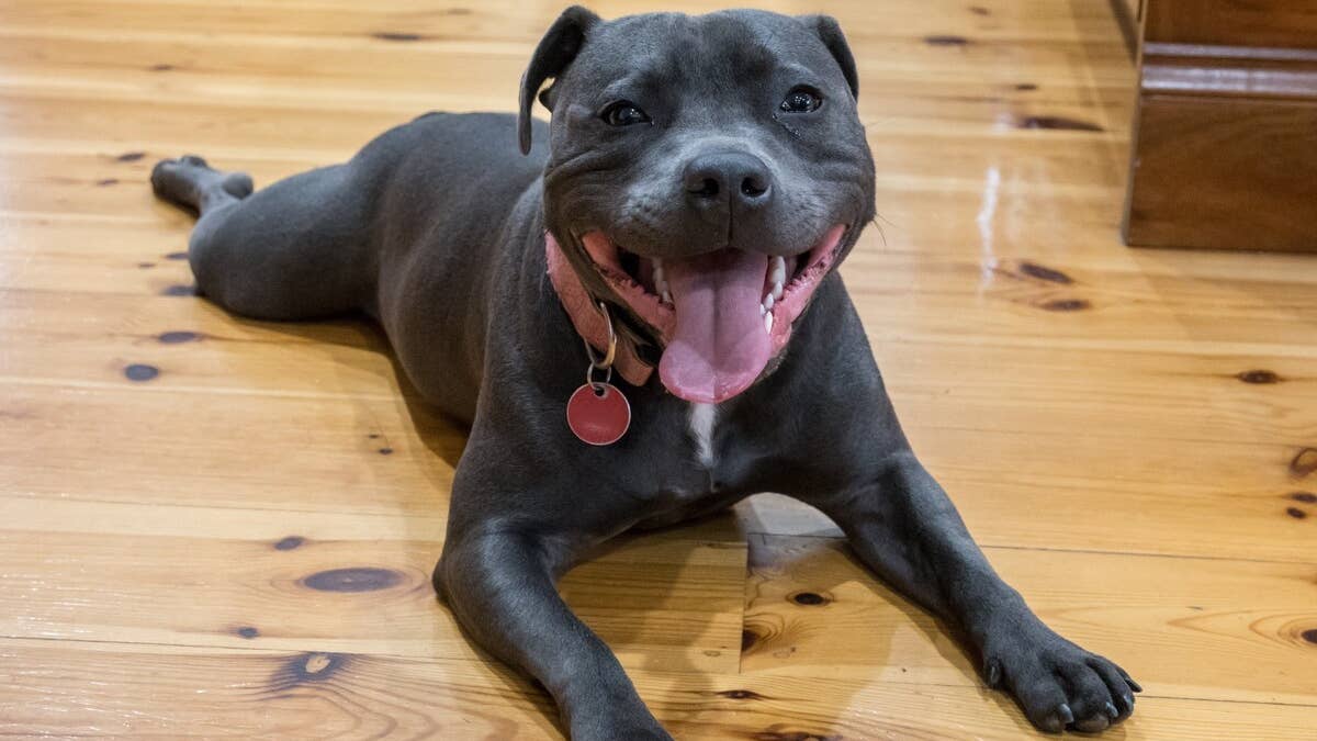 1200x675 Blue Staffy's 'Laundry Basket Ride' Is Total Cuteness Overload