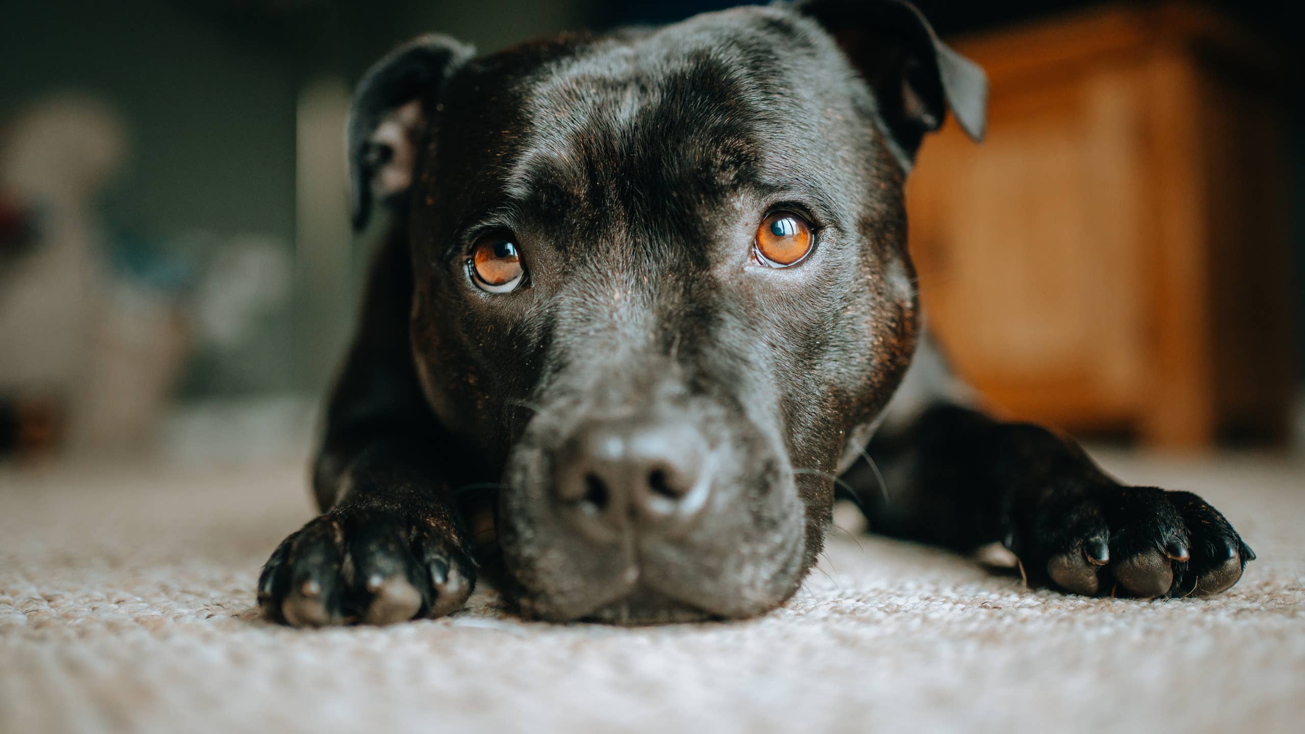 2560x1440 This Blue Staffy Goes to Bed at 8 p.m. Every Night