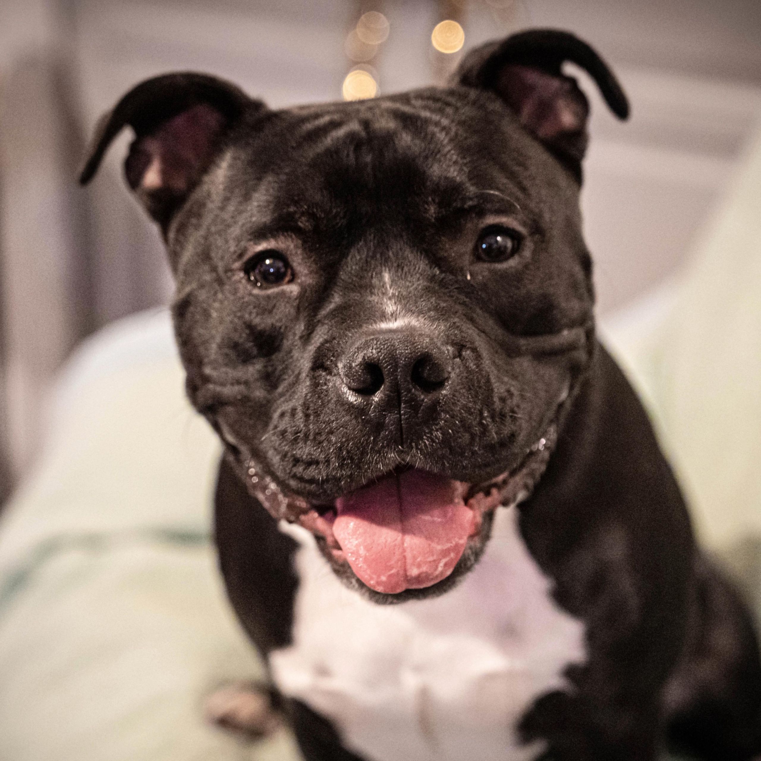 2560x2560 Staffordshire Bull Terrier: Breed profile and information