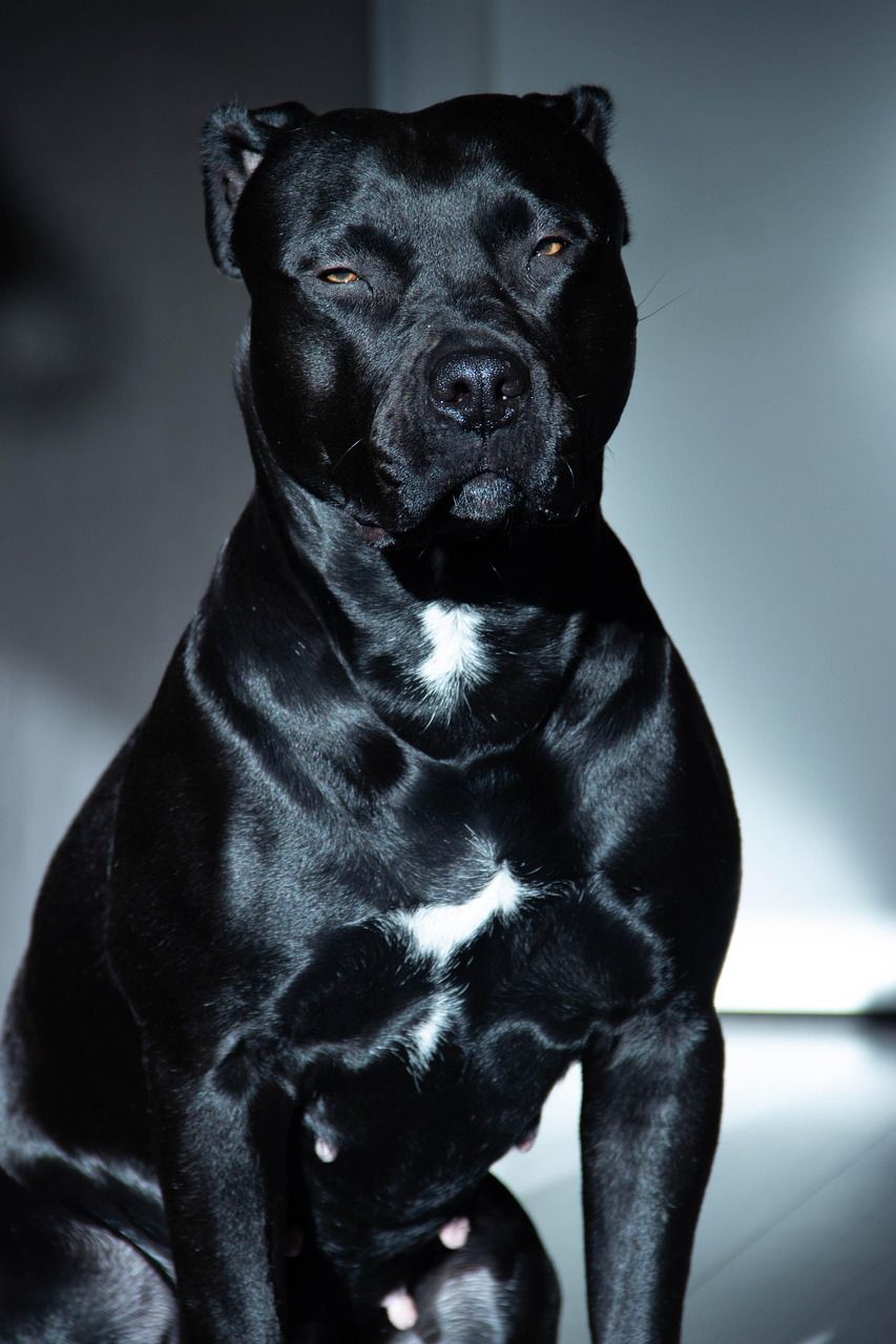 853x1280 Staffordshire Bull Terrier Dog Pet
