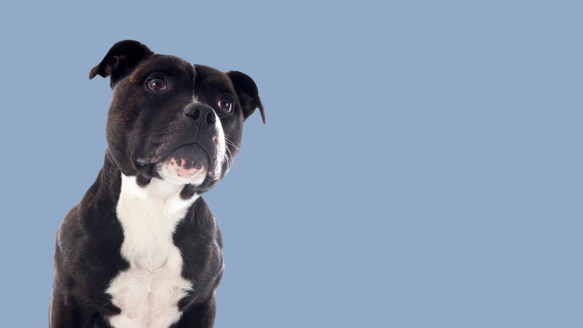 1920x1080 Staffordshire Bull Terrier