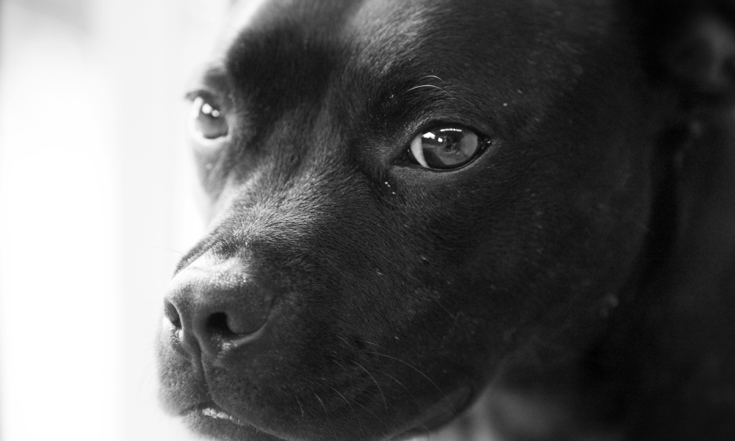 2500x1500 Blue English Staffy Puppies: What to Expect When Bringing One Home
