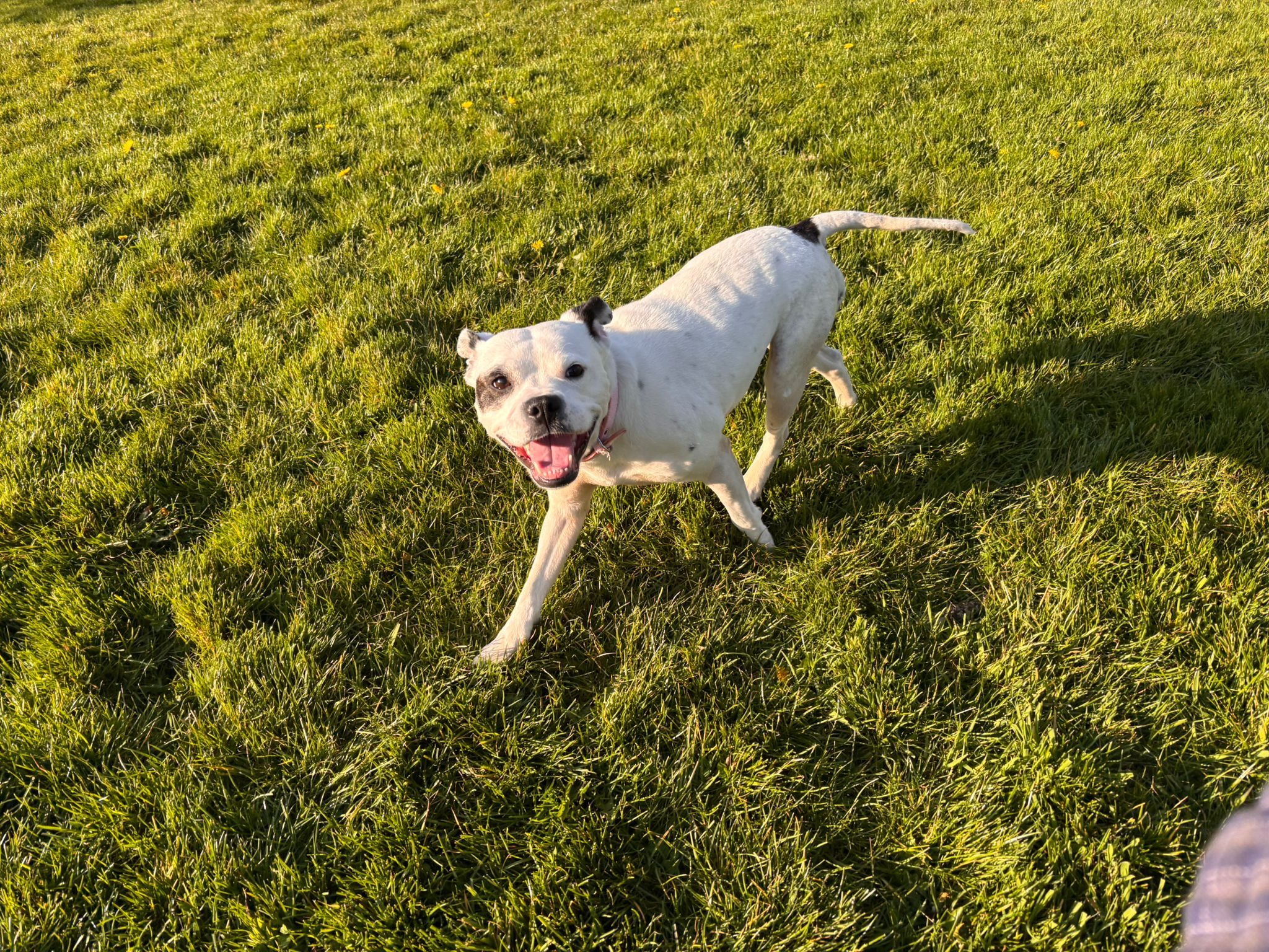 2048x1536 Is this a staffy?