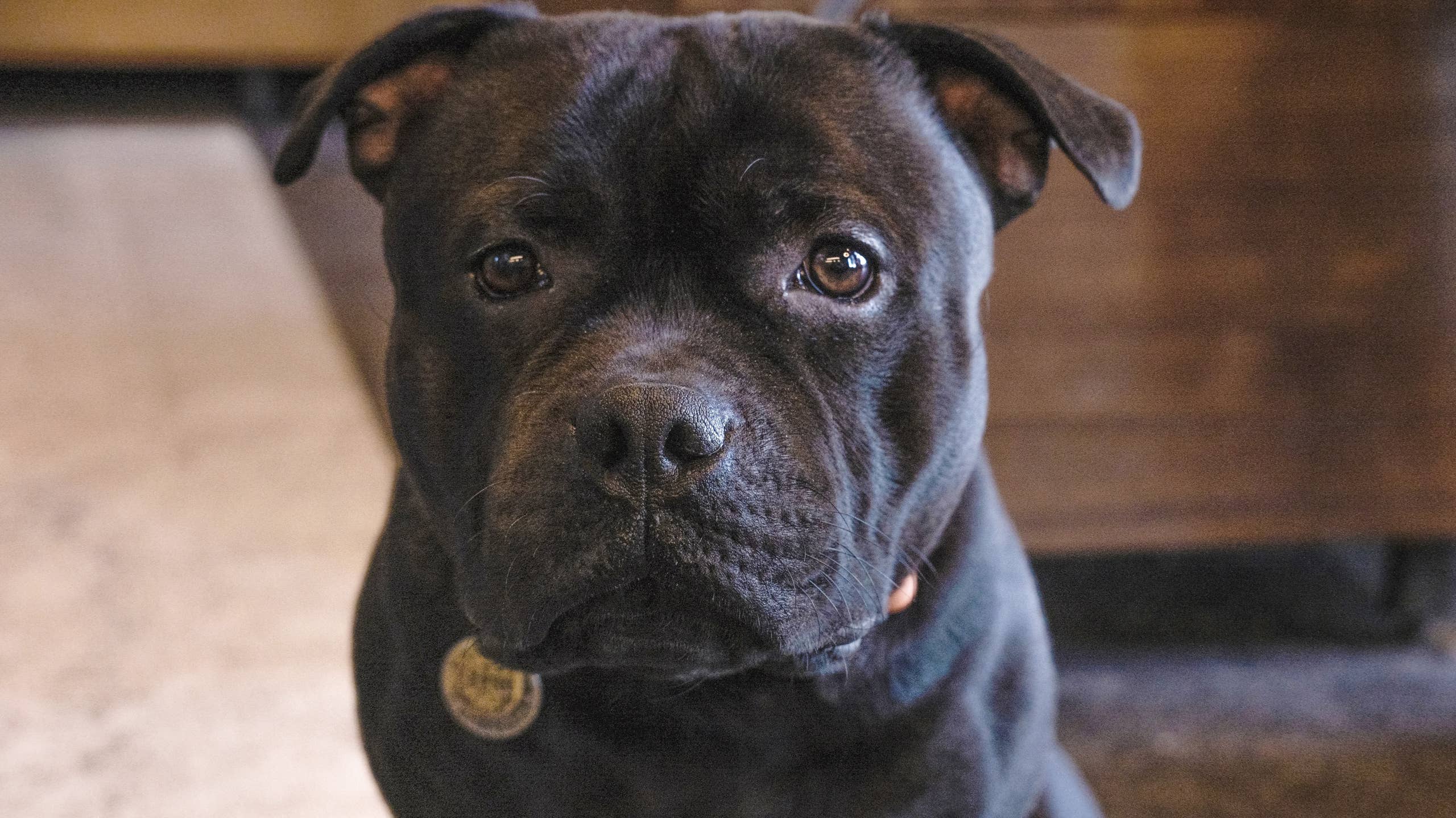 2560x1440 Blue Staffy Watches Over His Baby Brother and Totally Nails the Assignment