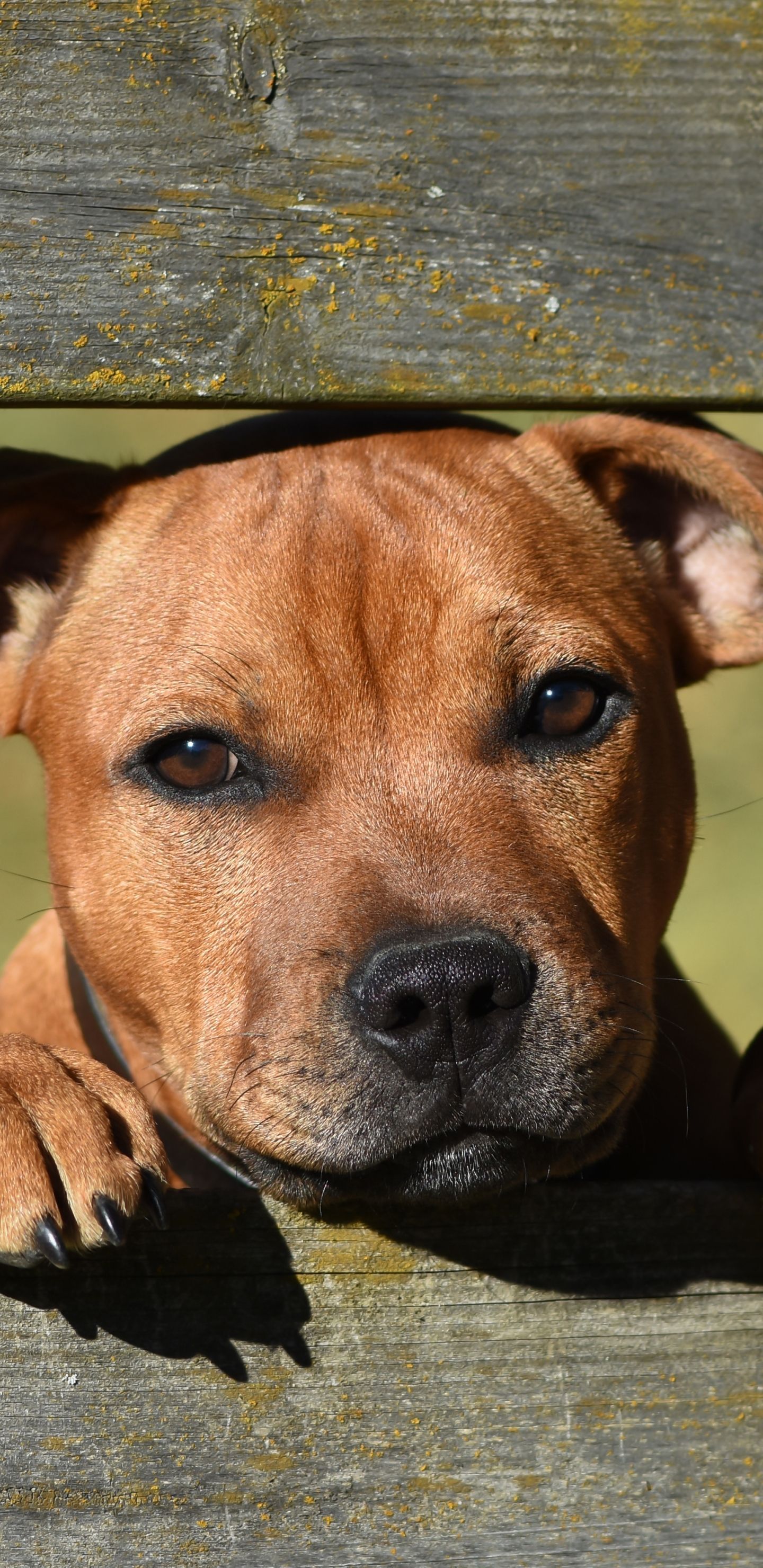 1440x2960 Staffordshire Bull Terrier Phone Wallpaper: Free 4K & HD Downloads