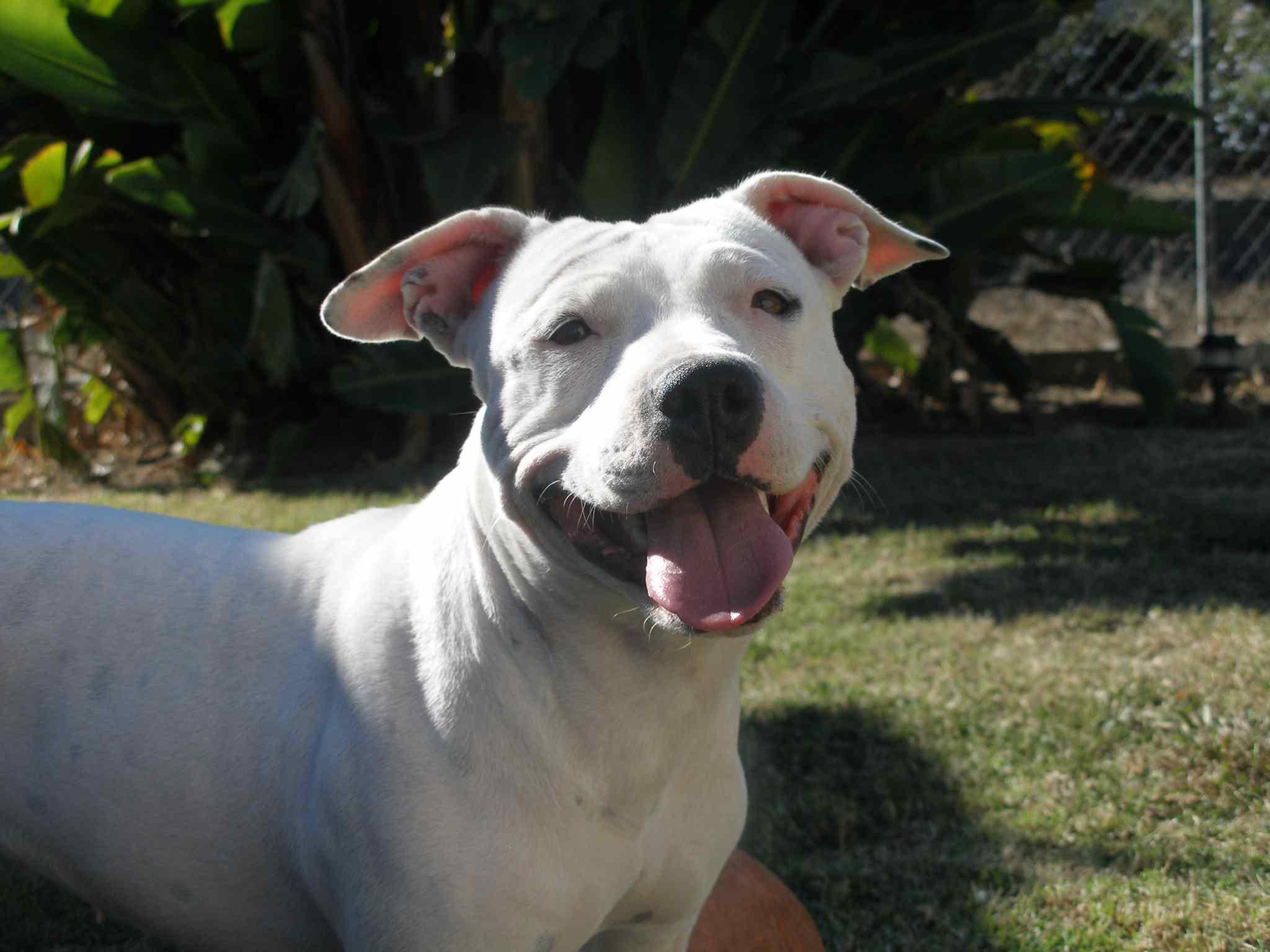 2048x1536 Is there anything more beautiful than a staffy smile