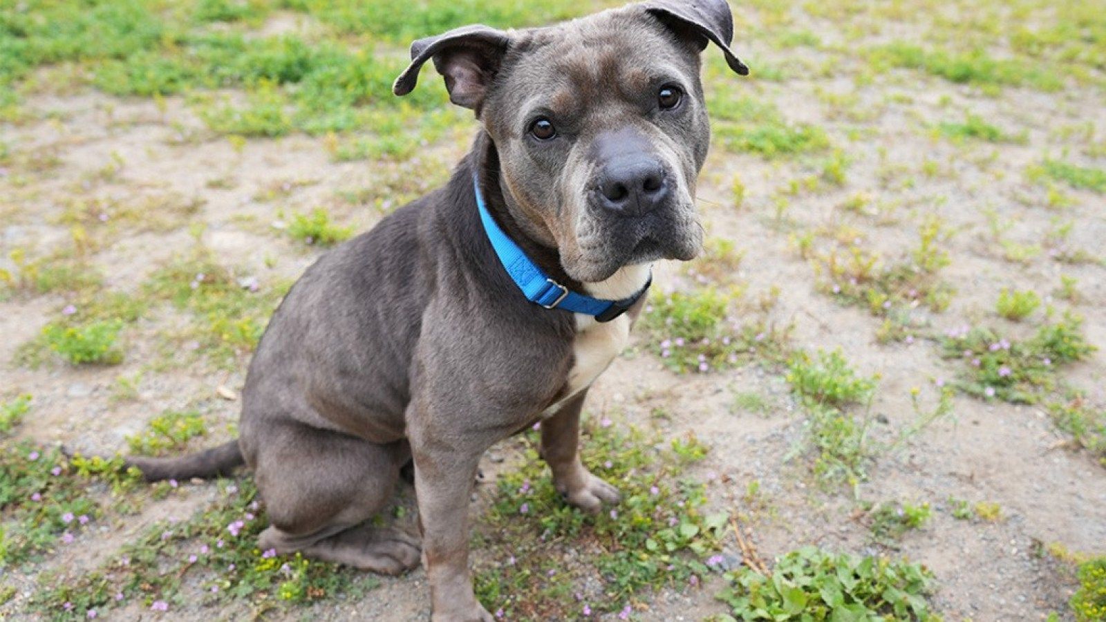 1600x900 American Pit Bull Terrier named Cookie Monster looking for a home and treats