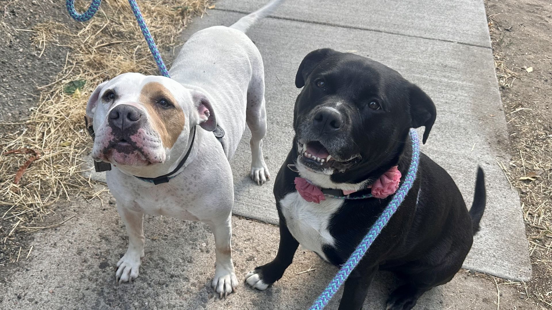 1920x1080 Denver dogs up for adoption need a home