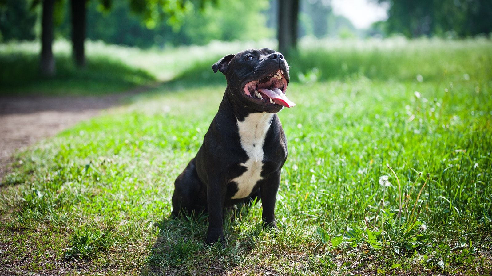 1600x900 Staffy Bull Pit: Transforming a Bad Rap Into a Loving Fur Baby