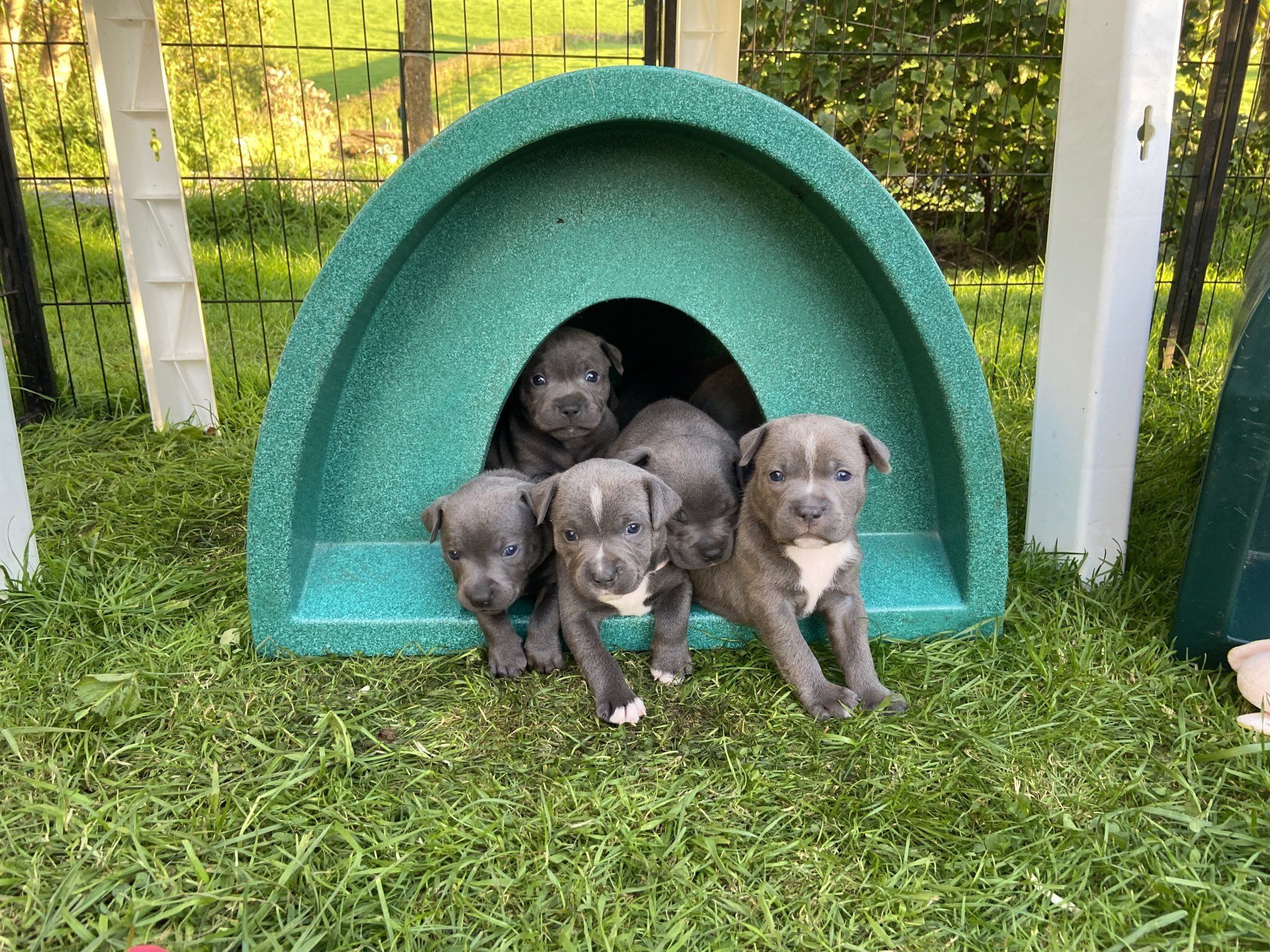 1920x1440 Forever Staffordshire Bull Terriers