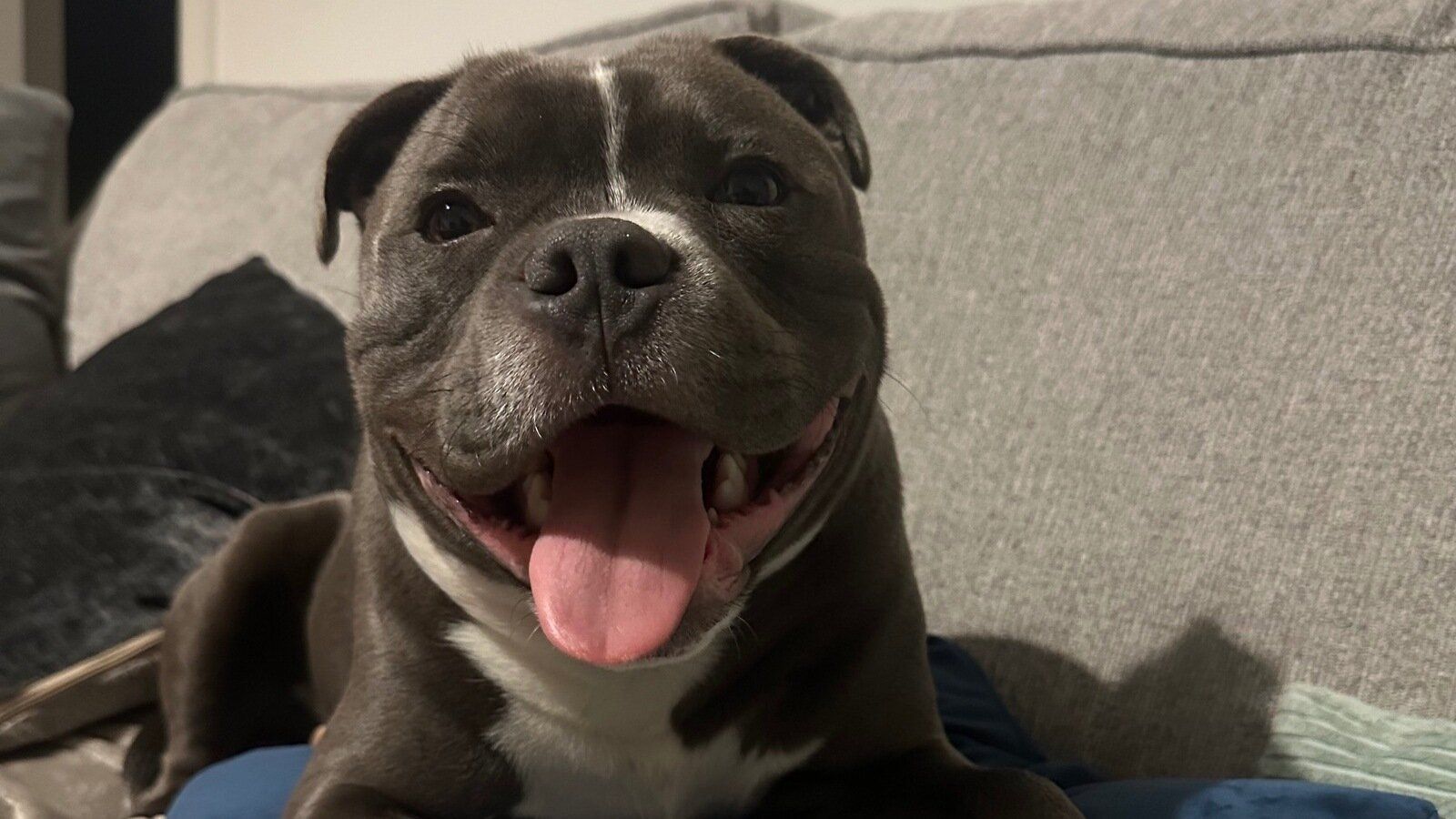 1600x900 Petition · Remove Staffordshire Bull Terrier's from Ireland's Restricted breed list ·